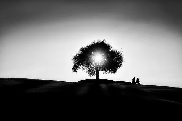 OGÓLNOPOLSKI Konkurs Gazety Wyborczej - Najpiękniejsze Polskie Drzewo