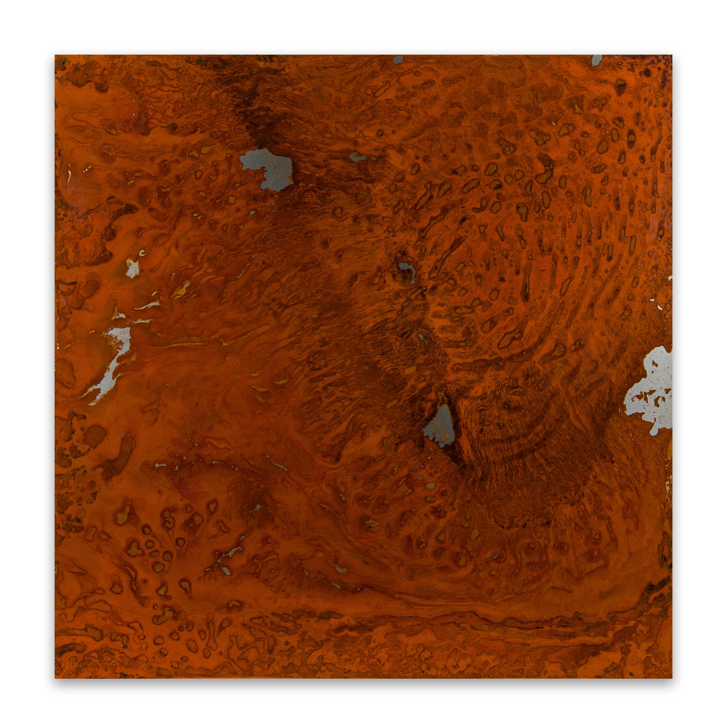 Old Man Banksia I (Banksia serrata), 2020, mild steel, water (evaporated), salt, resin, 120cm H x 120cm W