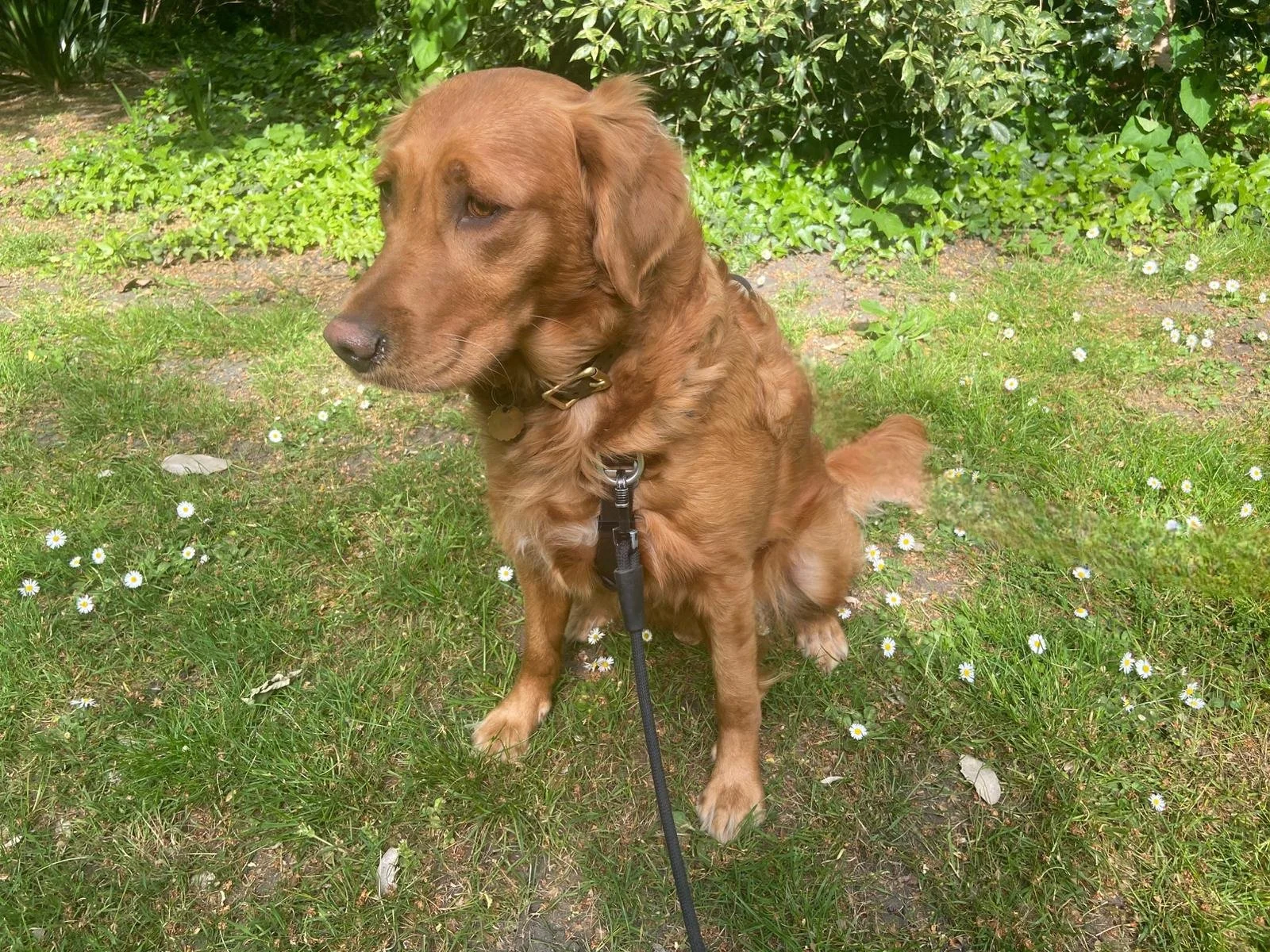 A Field Golden Retriever sitting outside on green grass with small white daisies, surrounded by bushes, looking to the side.