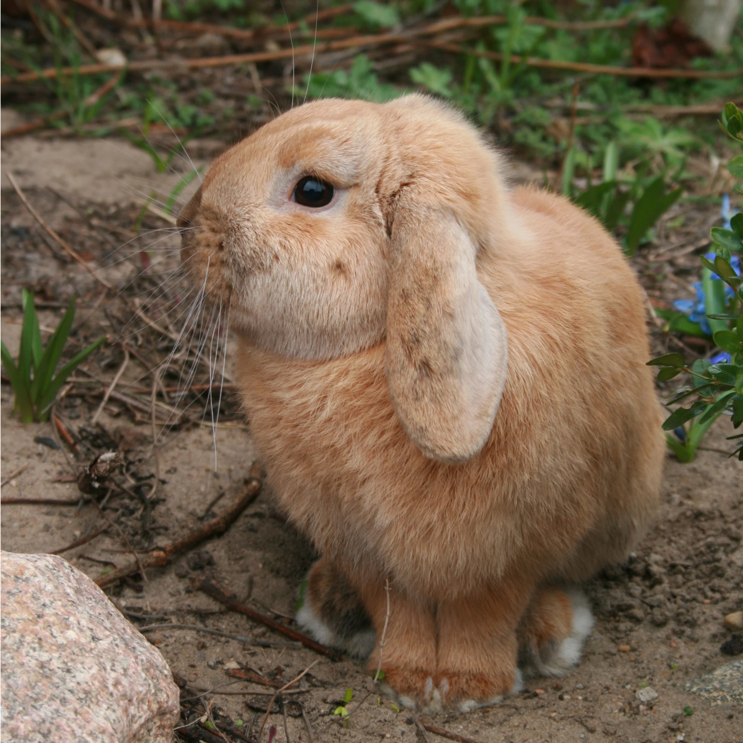 Liz Horn - Rabbit.jpg