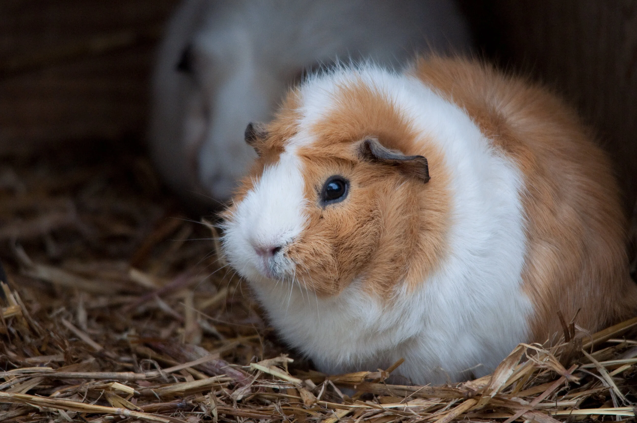 Liz Horn - Guinea Pig.jpg