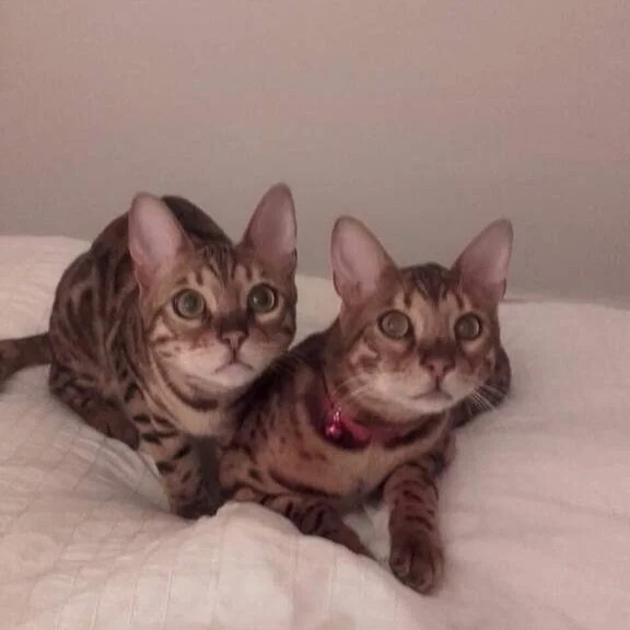 Bengals+on+bed.jpg