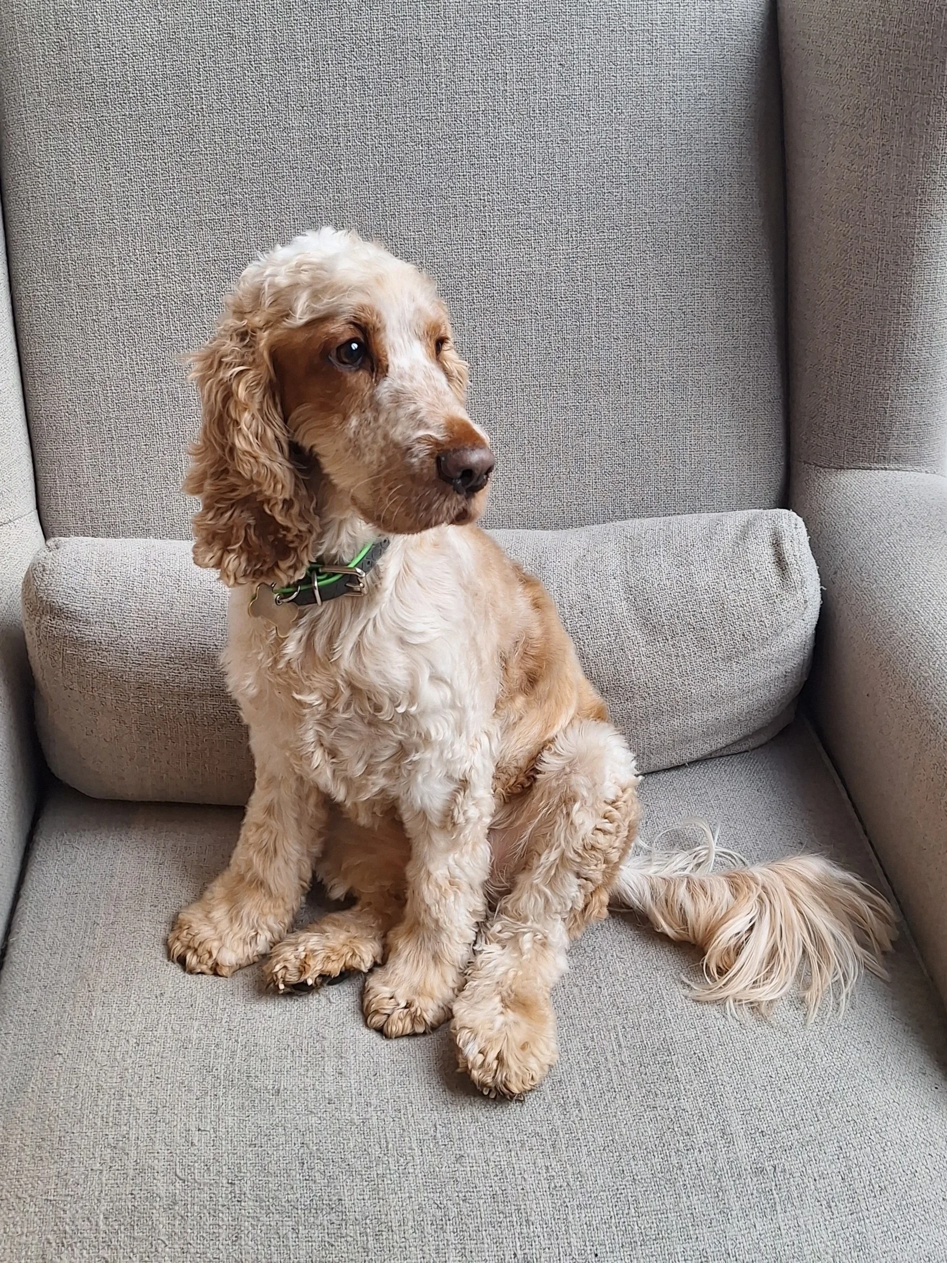 A Show Cocker Spaniel puppy with brown eyes sitting on a gray couch, looking to the side.