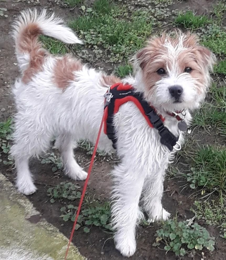 Our Parson Russell Terrier.....she's very quick on her feet &amp; you have to be one step ahead all the time! 🐾