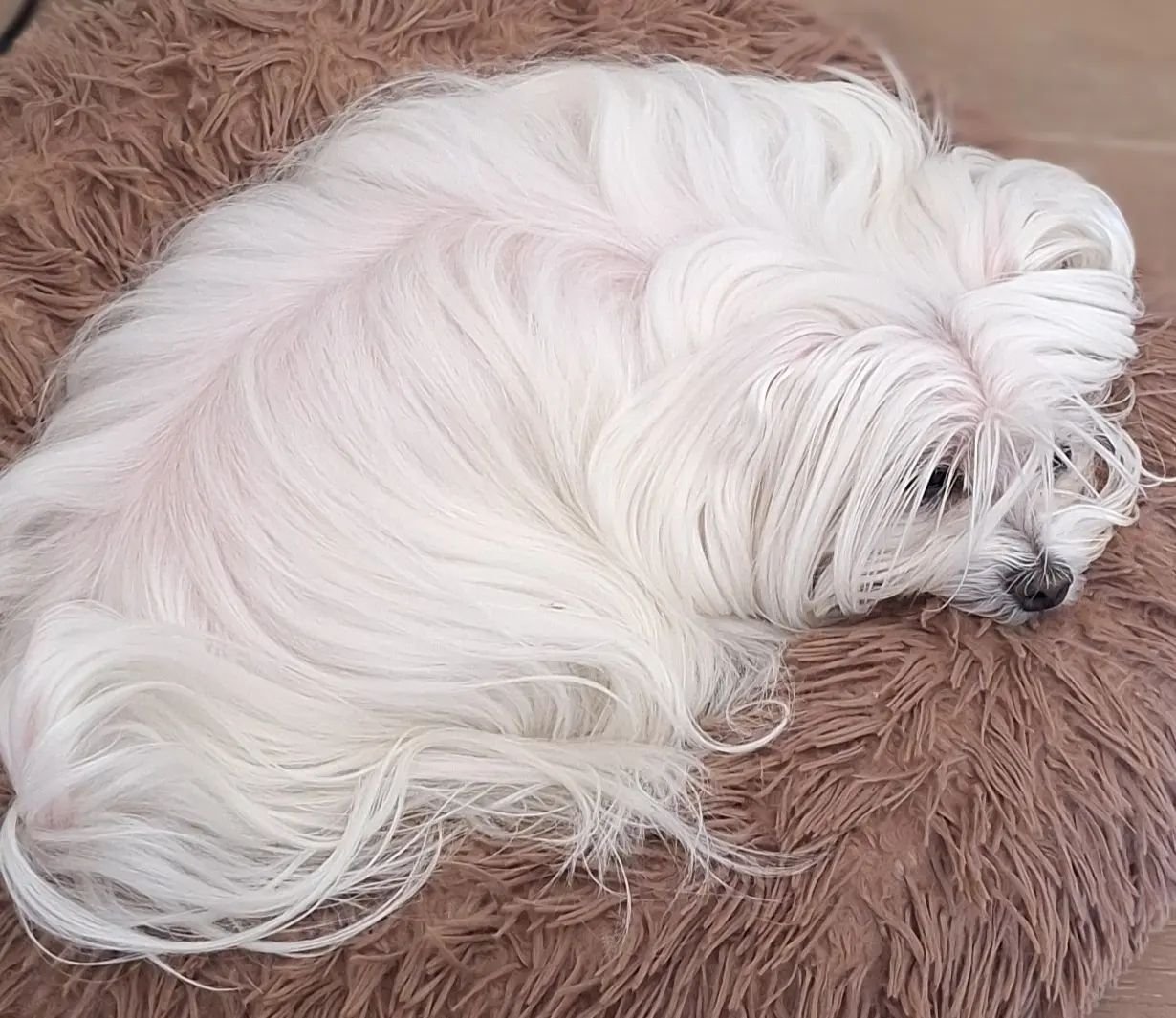 My little sidekick for the next week....she definitely knows what time she gets fed &amp; likes to remind me when I make the slightest move! There's no chance of me forgetting 🫢
.
.
.
.
.
#maltesedog #malteseterrier #malteseworld #malteser #whitedog