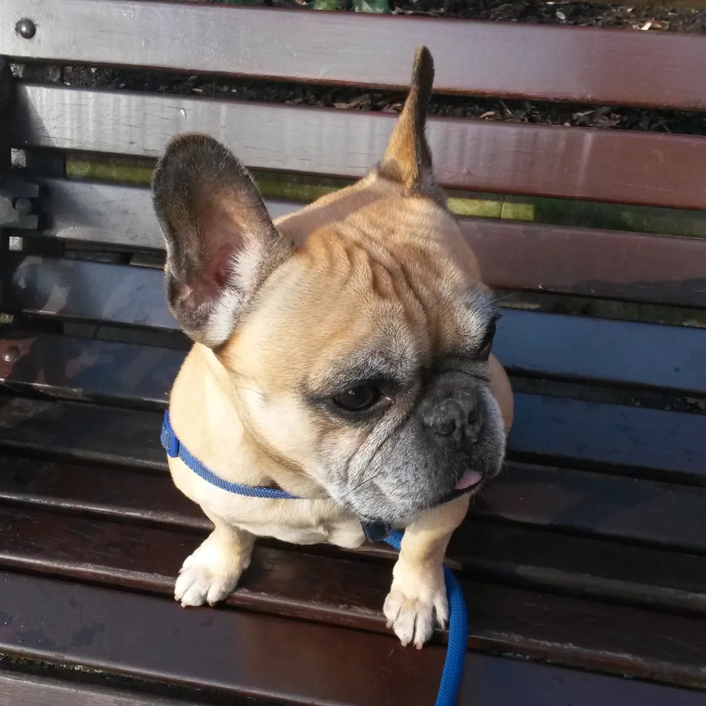 Just having a little pit stop &amp; watching the world go by. Miss this little guy 💙
.
.
.
.
.
#frenchie #frenchy #frenchbulldog #frenchbulldogsofig #bulldog #bulldogsofinstagram #bully #bullbreedsofinsta #bullbreed #solodogwalker #dogwalker #instad