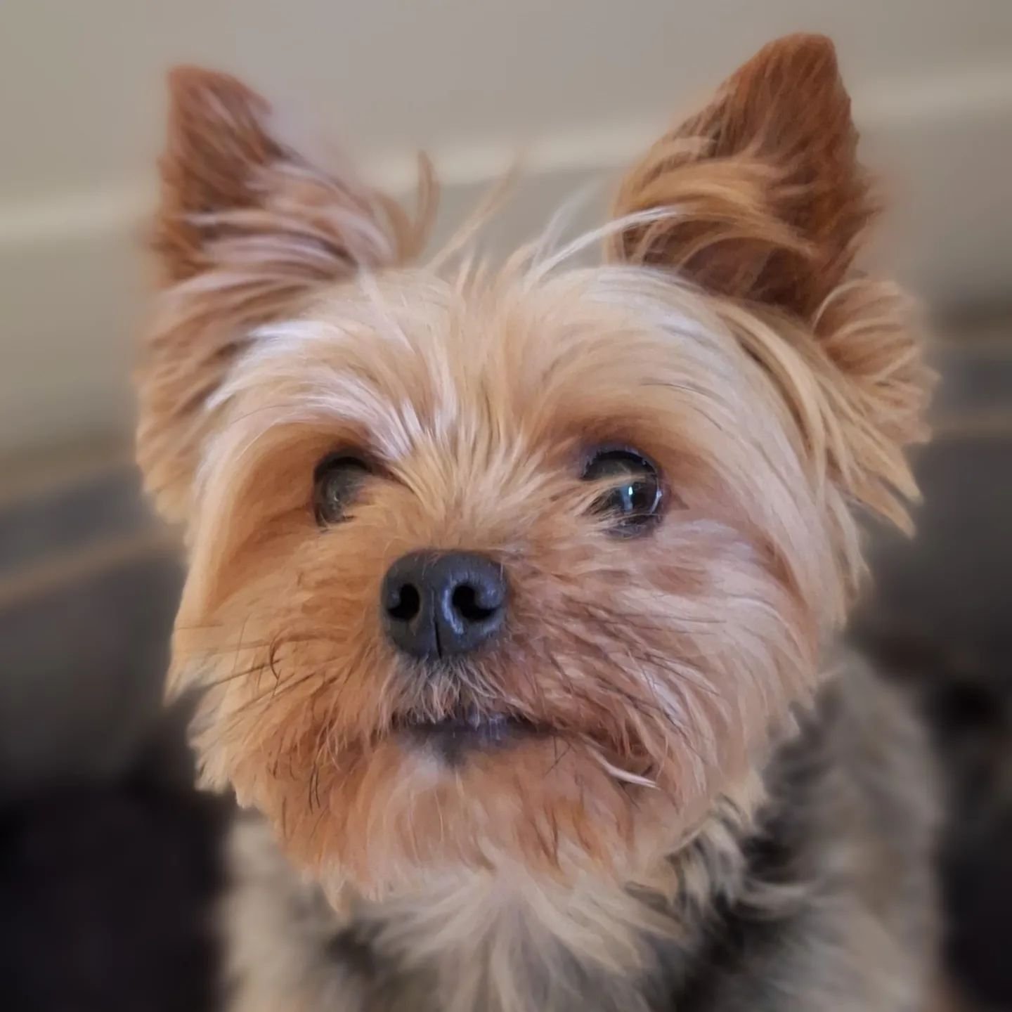 Looking forward to spending time with our little Yorkie this week.....
.
.
.
.
.
.
#yorkshireterrier #yorki #yorkie #yorkielife  #yorkielove #yorkiegram #yorkielover #yorkienation #terrier #terriersofinstagram #dog #dogs #dogsofinstagram #love #dogsi