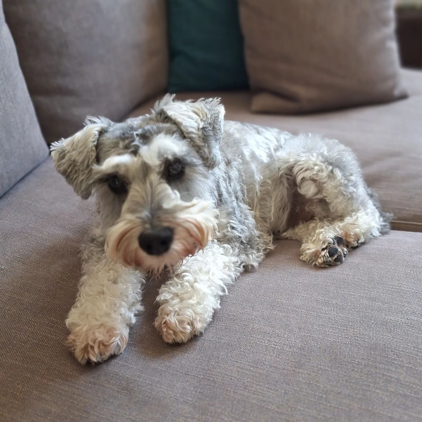 Post-walk relaxing.....and waiting for a treat 😉
.
.
.
.
.
#miniatureschnauzer #minischnauzer #schnauzer #schnauzersofinstagram #schnauzergram #saltnpepper #solodogwalker #petsitterchelsea #dogsitter #SW3 #SW7 #SW10 #dogloversfeed #bestdogs #bestjob