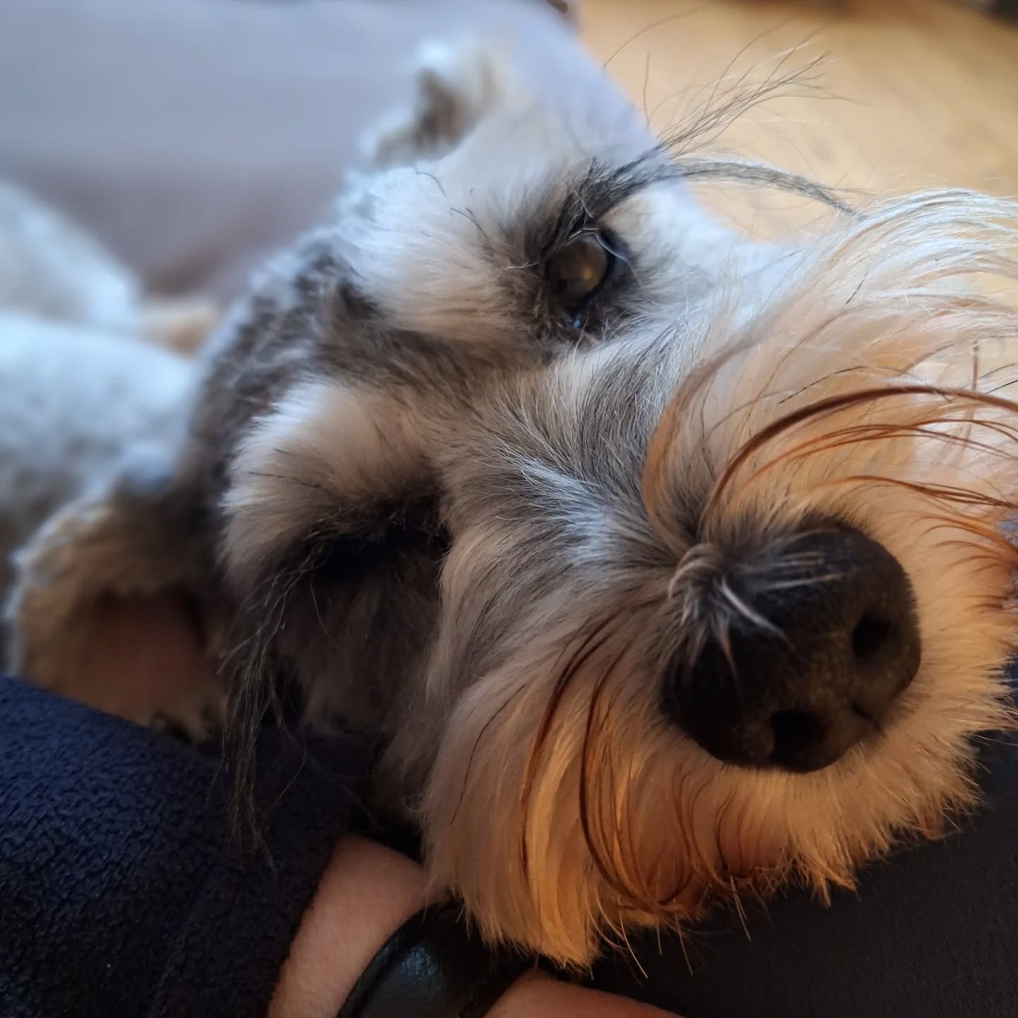 It's been a very busy few months. I don't think I've been home for more than 3 consecutive days since April! 

I'm not complaining - I love what I do - I just need a sherpa to keep moving my luggage from one pet sit to another!
