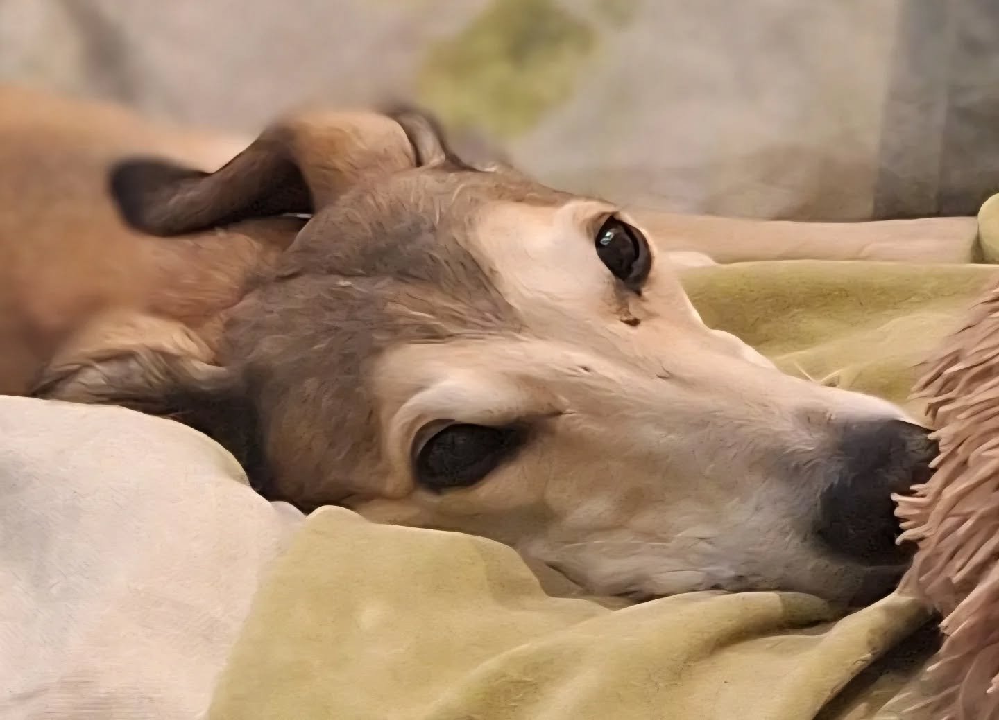 There's only one thing to do on these 🥵 days and that's chill! 🥶

Every summer since starting the business 12 years ago, there's that question that's asked &quot;is it too hot to walk today?&quot; 

We never take risks with any of our dogs after al