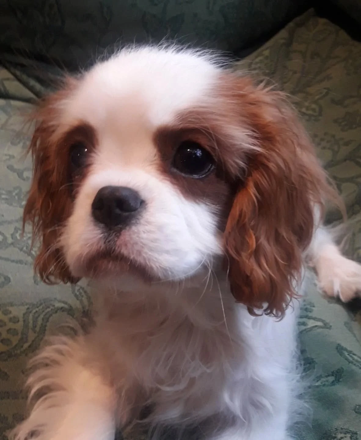 As always, September is one of our busiest months. Several new clients - some moving to London with work, others acquired new puppies over the summer and a few who just need the extra helping hand to care for their pets. Whatever the reason, we're he