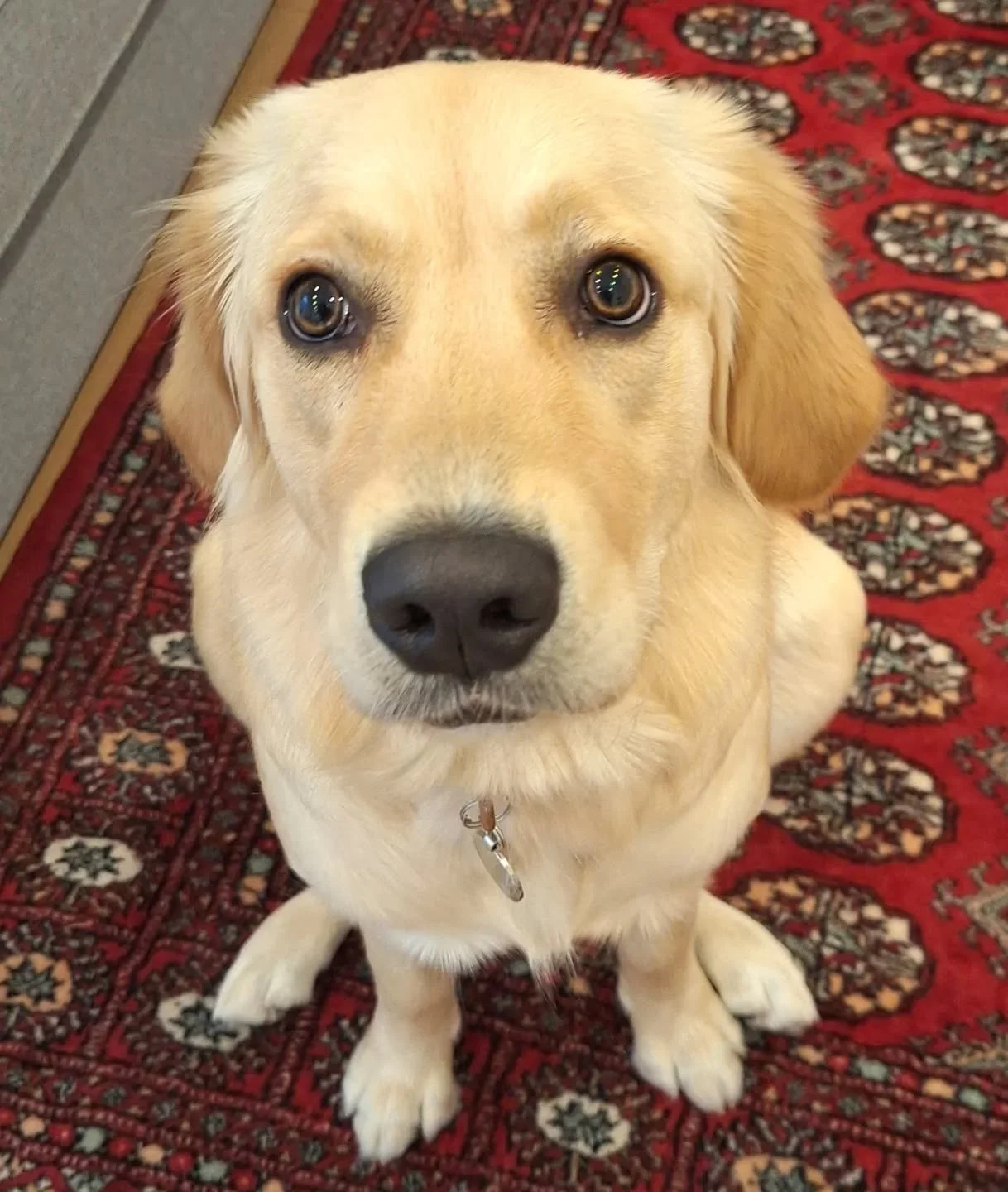Welcome to The Furry Dogmother, gorgeous girl! 

We've been in business for 12 years, covering Chelsea &amp; South Kensington. We offer 1:1 dog walking, dog sitting in your own home &amp; cat feeding.

Take a look at our website (link in bio) www.the