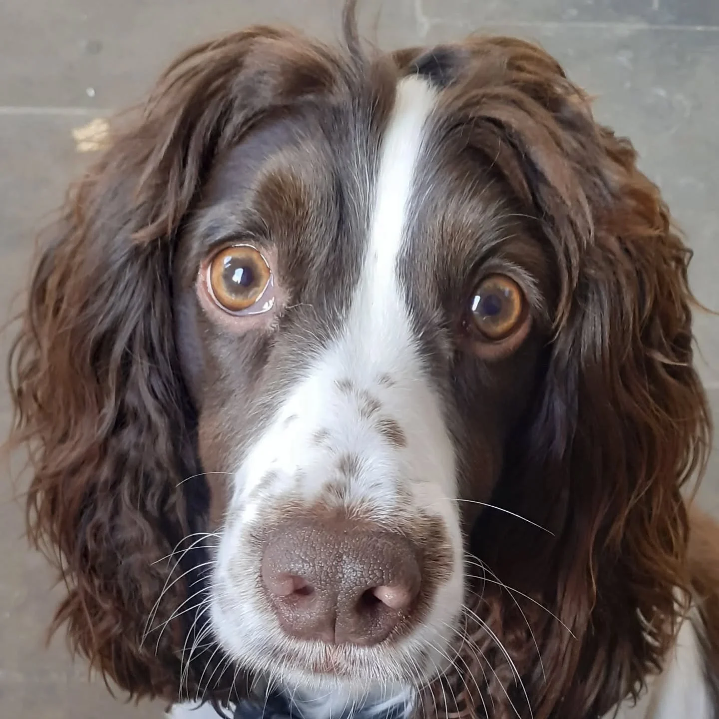 I love the energy of a spaniel - there doesn't seem to be an &quot;off&quot; switch! They certainly keep you on your toes, that's for sure!

#spaniellife #spaniels #springerspaniel #springersofinstagram #springergram #dogsoflondon #londondogs #SW3 #S