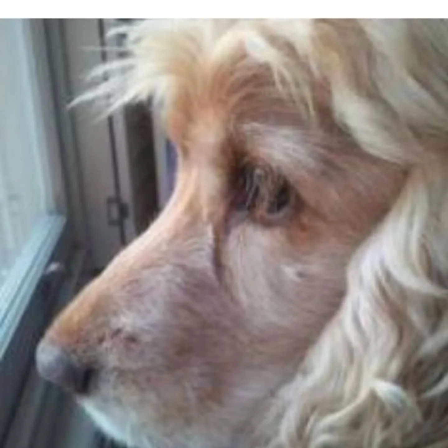 One of the first furries to join The Furry Dogmother family back in 2013. Such a gorgeous & gentle girl who is still very much missed ❤️
#cockerspaniel #cocker #showcocker #showcockerspaniel #spaniellove #dogsoflondon #londondogs #petsitterchels