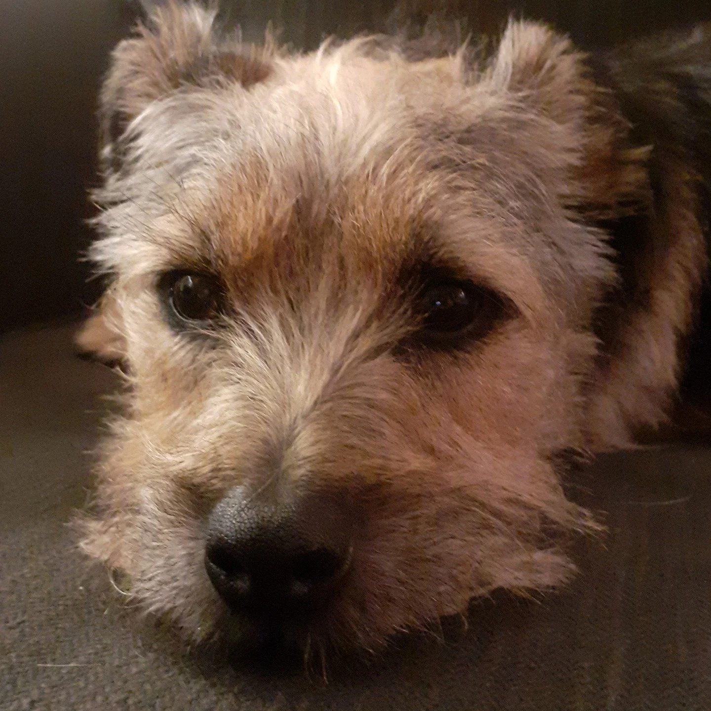 The cutest little bean! Our Border Terrier/Yorkie just loves a cuddle. He's always waiting for me to sit down on the sofa so he can get close - just adorable. Dogs are just the best aren't they 😍
#borderterrier #yorkshireterrier #yorkie #sofabuddy