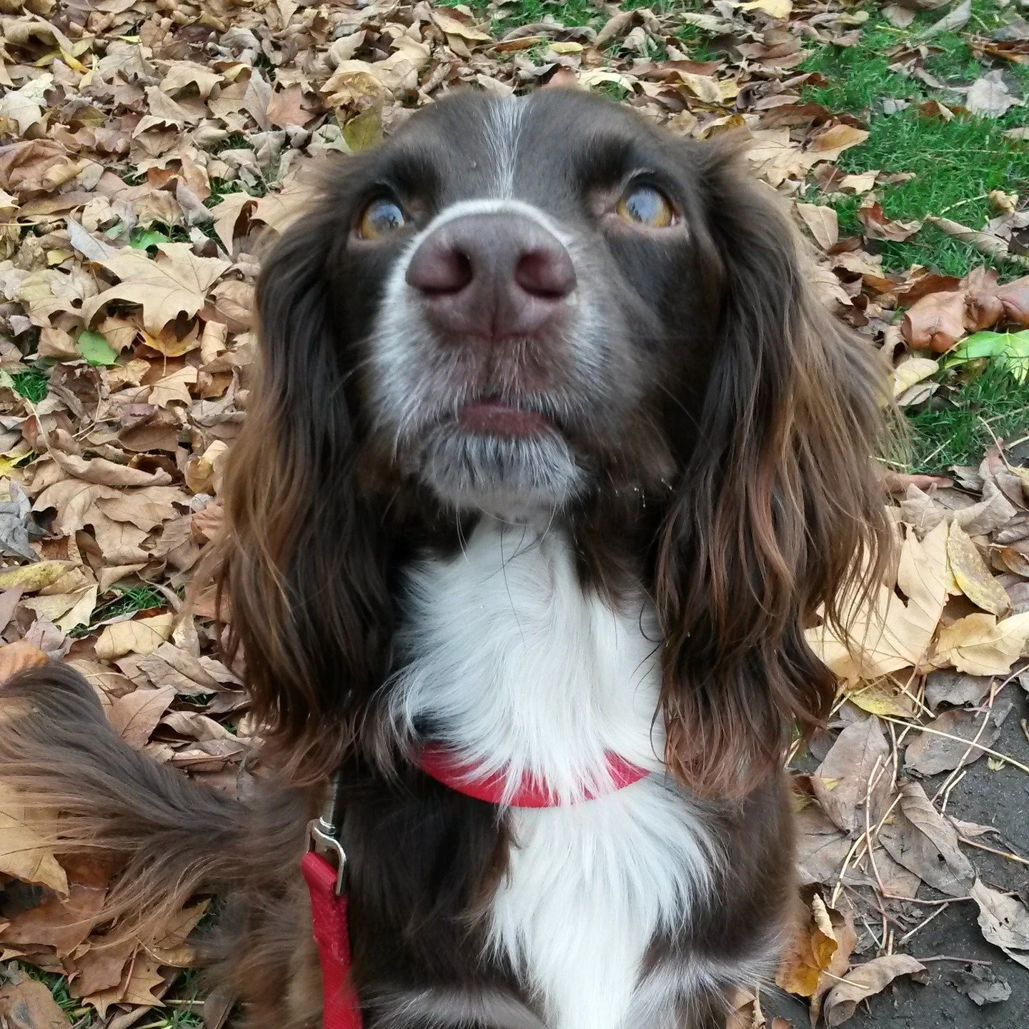 Autumn walks are the best - crunching all the leaves underfoot......and losing the tennis ball in a pile of leaves!
#wcs #workingcocker #workingcockerspaniel #spanielsofig #dogwalking #solodogwalker #petsitterchelsea #autumnwalks #hydepark #batterse