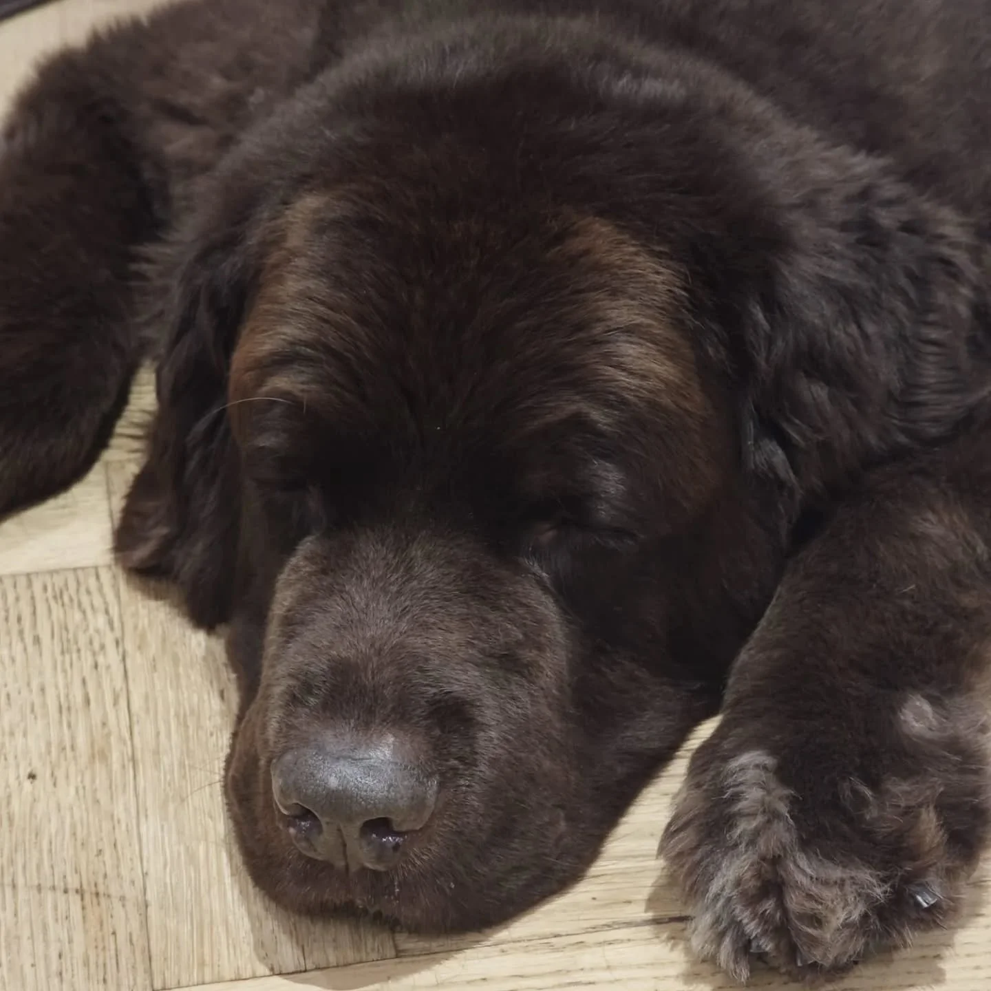 When you've enjoyed a very sniffy walk....time to sleep.
#newfoundland #newfie #newfielife #newfoundlandsofinstagram #petsitterchelsea #petsittingchelsea #dogwalker #chelseadogwalker #SW3 #SW7 #SW10 #chelsea #southkensington #solodogwalker #chelseab
