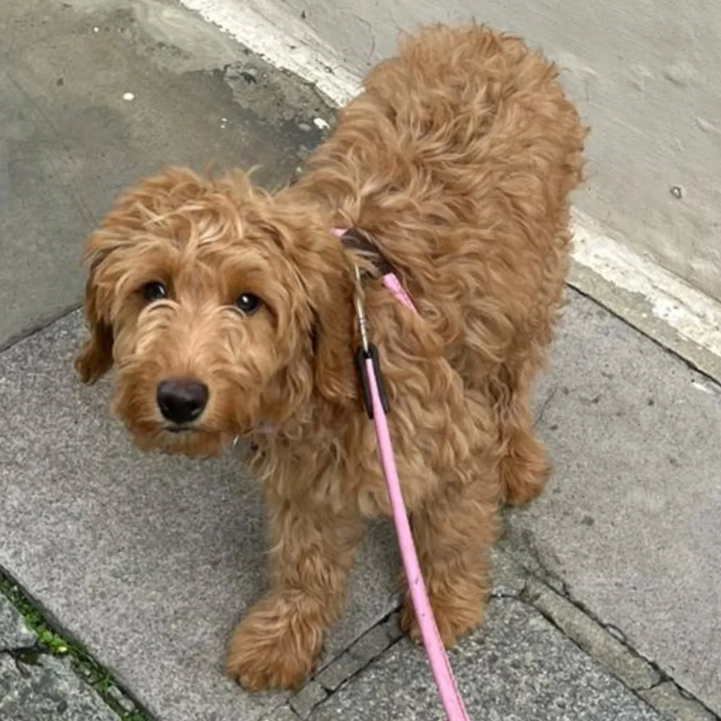 Our Mini Golden Doodle is growing so fast! She's a bundle of energy &amp; can go on for ever! 

It's the best part of our job when you build a bond with a puppy and watch her/him grow into strong &amp; balanced dog.

#minigoldendoodle #doodle #golden
