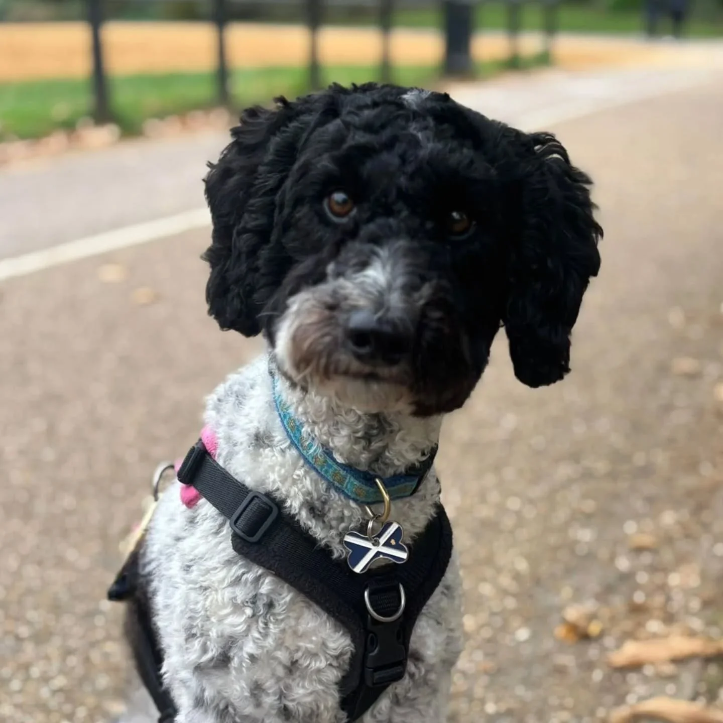 One of our mini golden doodles having an adventure in Kensington Gardens recently. She's obsessed with squirrels....along with most of our other dogs!

#minigoldendoodlesofinstagram  #minigoldendoodle #solodogwalking #kensingtongardens #autumndogwalk