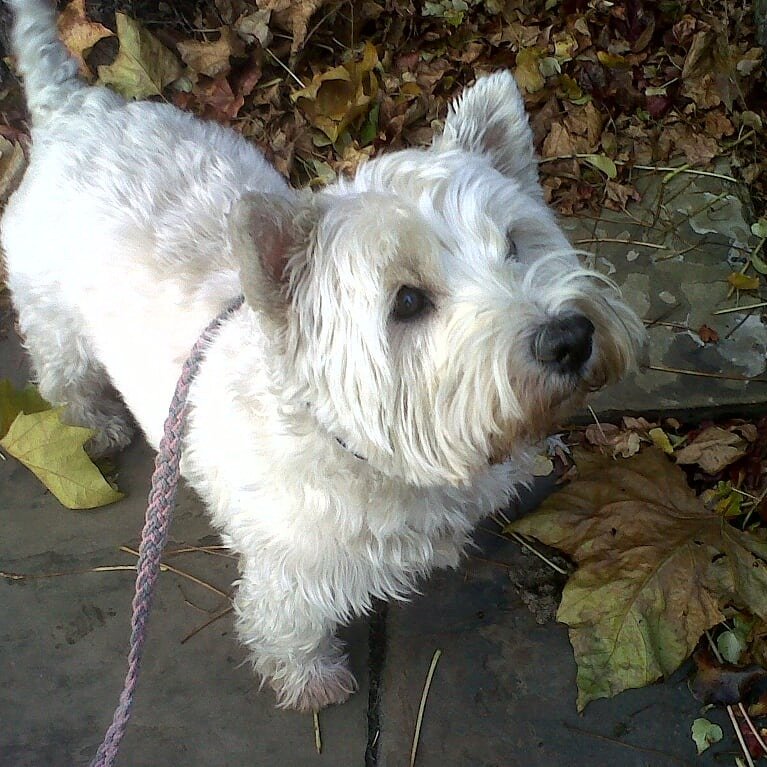 Kicking up some leaves 🍂
Love a Westie - they can be feisty but gentle too 😍 

#petsitterchelsea #dogwalker #onetoonedogwalker #SW3 #SW7 #SW10 #chelsea #southkensington #westie #westhighland #westhighlandwhiteterrier #terrier
