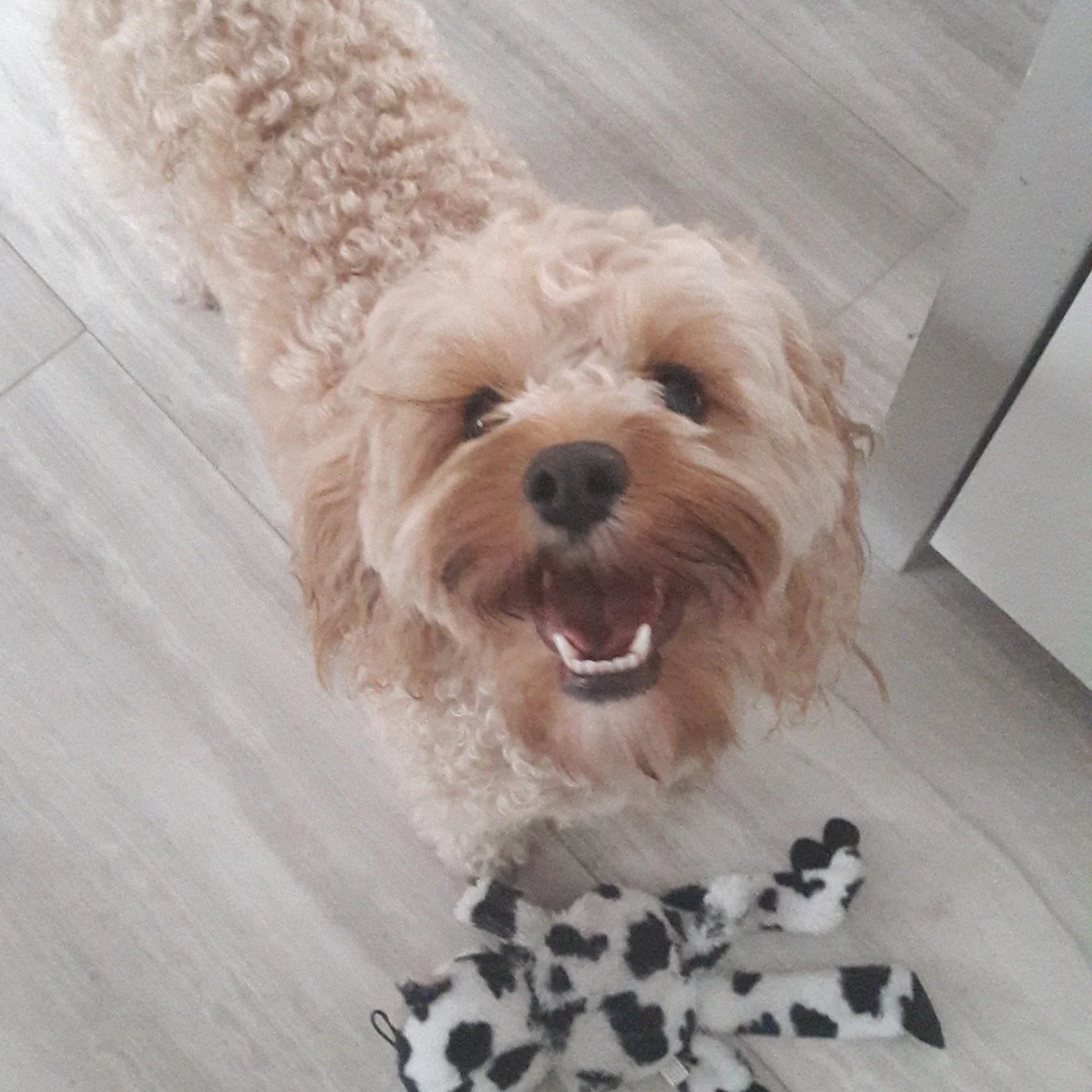 Have you ever seen a bigger smile!

#petsitterchelsea #dogsitter #solodogwalking #sittinginyourhome #bespokeservice #winterwalks #SW3 #SW7 #SW10