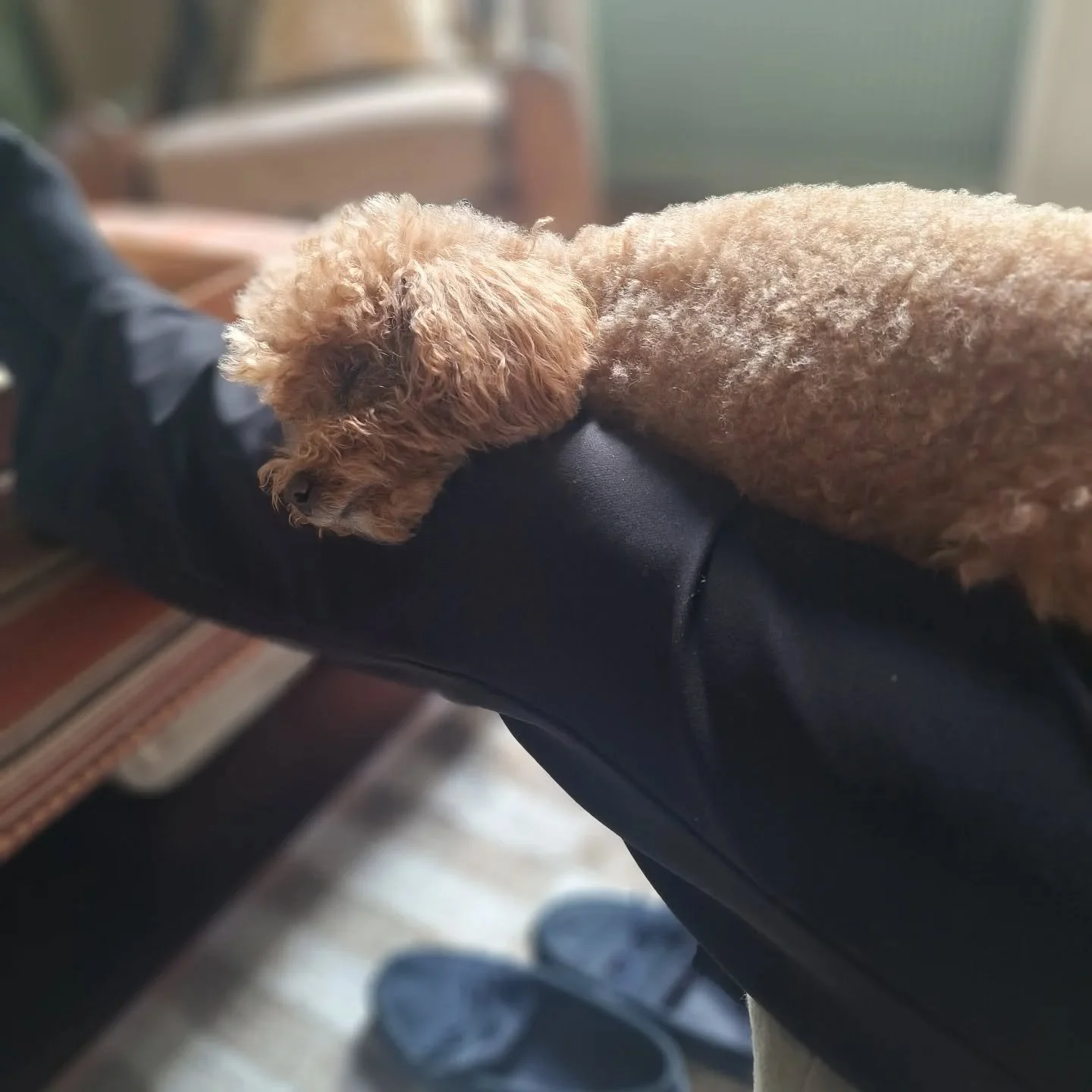 She loves to sleep close! ❤️

#toypoodle #poodle #toy #petsitterchelsea #dogsitterchelsea