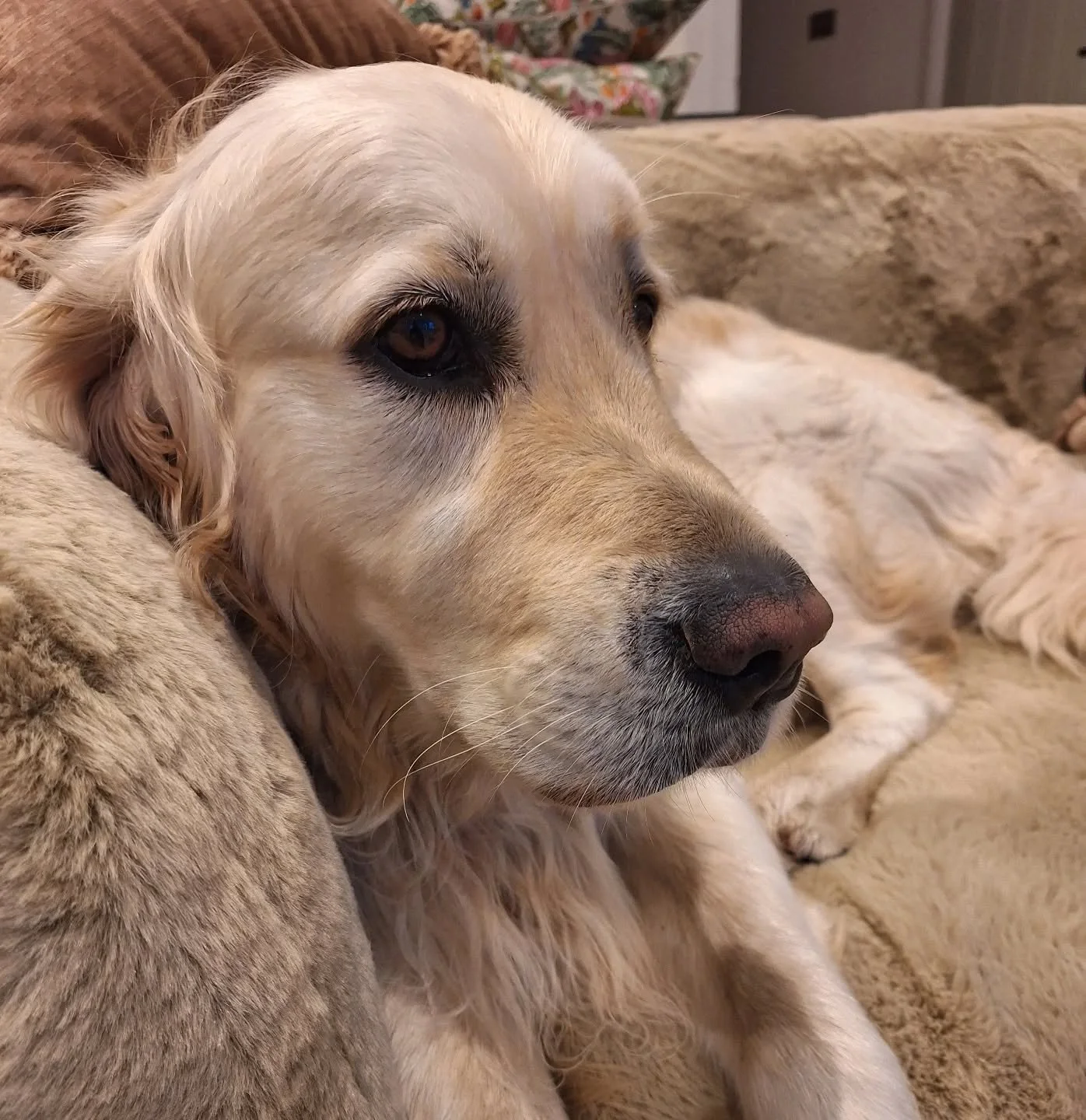 The best way to spend a weekend....

#goldenretriever #retrieverlove #petsitterchelsea #dogsitter #dogwalker