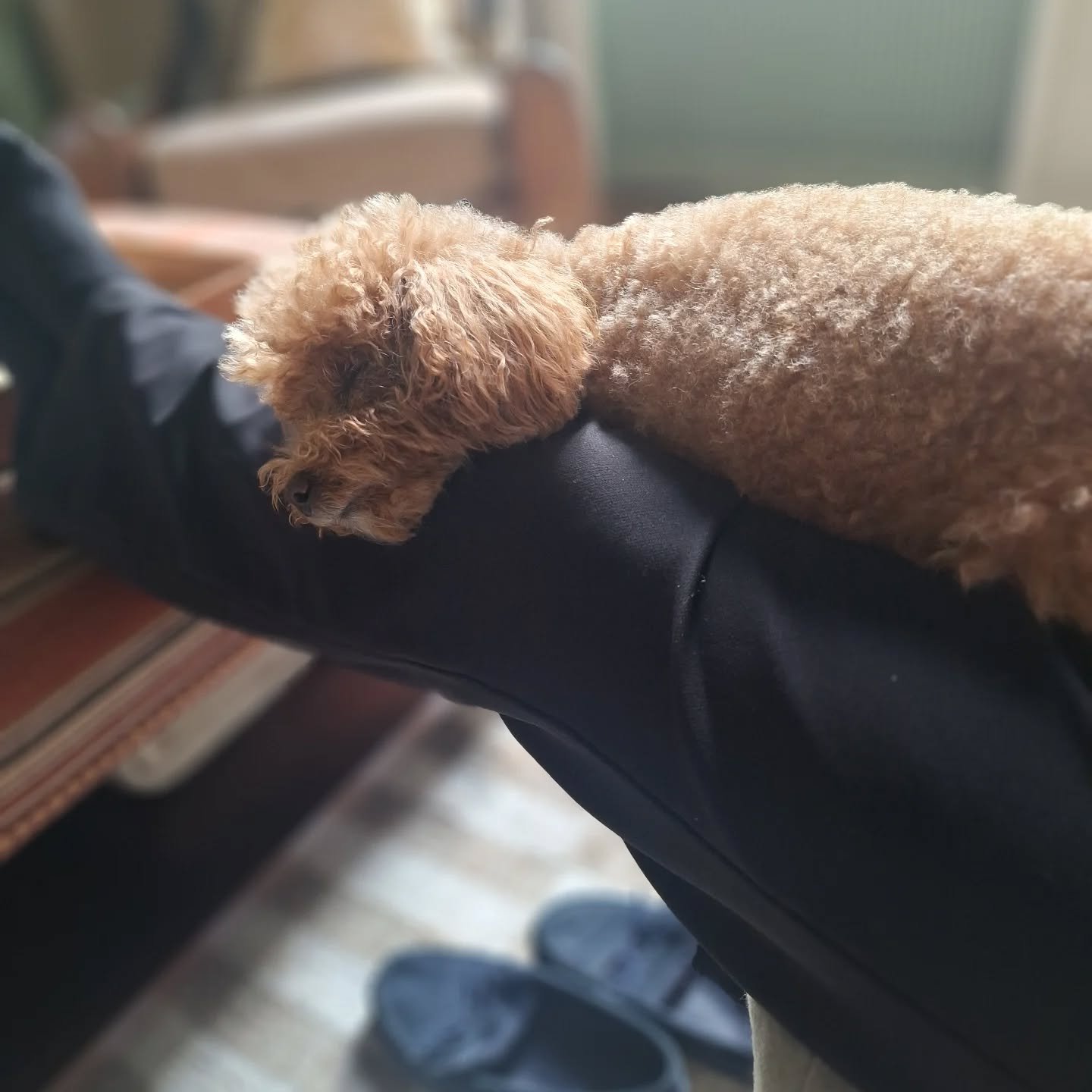 She loves to sleep close! ❤️

#toypoodle #poodle #toy #petsitterchelsea #dogsitterchelsea
