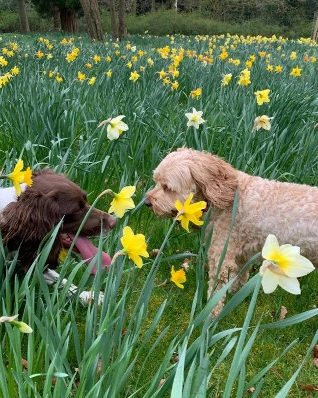 Hello.......haven't I met you somewhere before?! #sisters

#petsitterchelsea #dogsitting #solodogwalker #dogwalkingchelsea #cavapoo #englishspringerspaniel #bespokepetcare