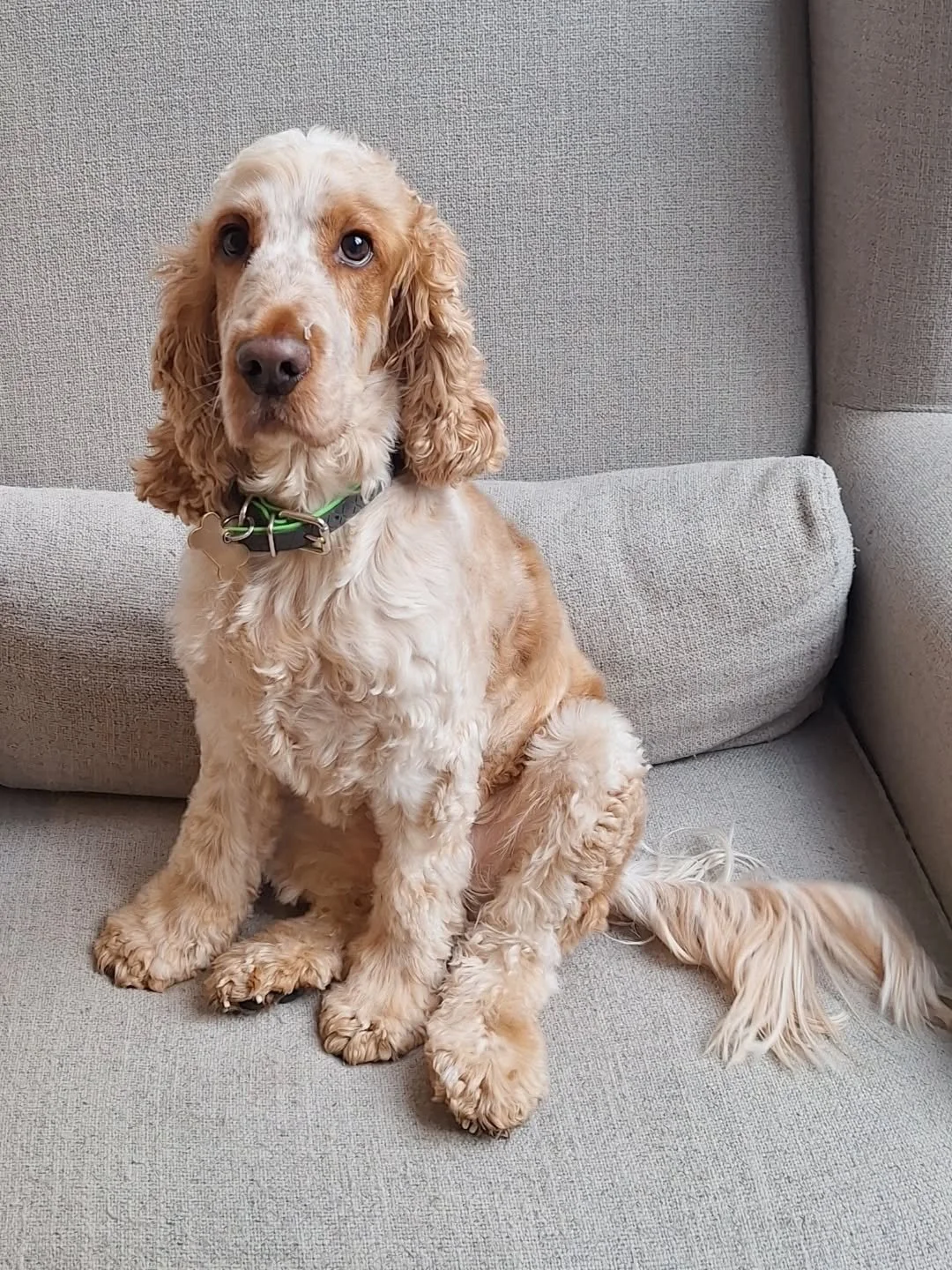 Loved looking after this gorgeous boy! Hopefully, we'll see him again soon 💙

#petsitterchelsea #dogsitting #solodogwalking #sittinginyourownhome #bespokepetcare #cockerspaniel #spanielsofinstagram