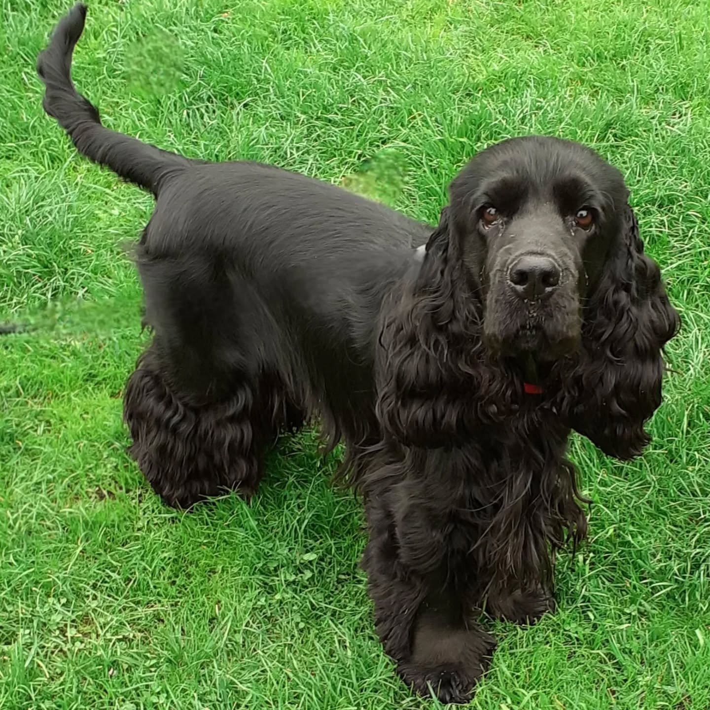 One of our gorgeous Show Cocker Spaniels - they are such a happy breed and have endless energy! 

#cockerspaniel #petsitterchelsea #solodogwalking #dogsoflondon #londondogs