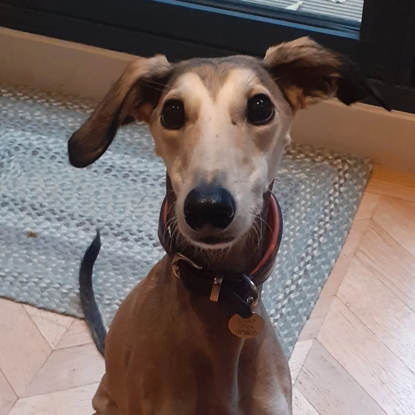 Because we only walk one owners' dog (s) at a time, we have quite a few dogs who, for whatever reason, are happiest on their own with just humans for company. 

They may have separation anxiety, or just be nervous about being with other dogs. Some ar