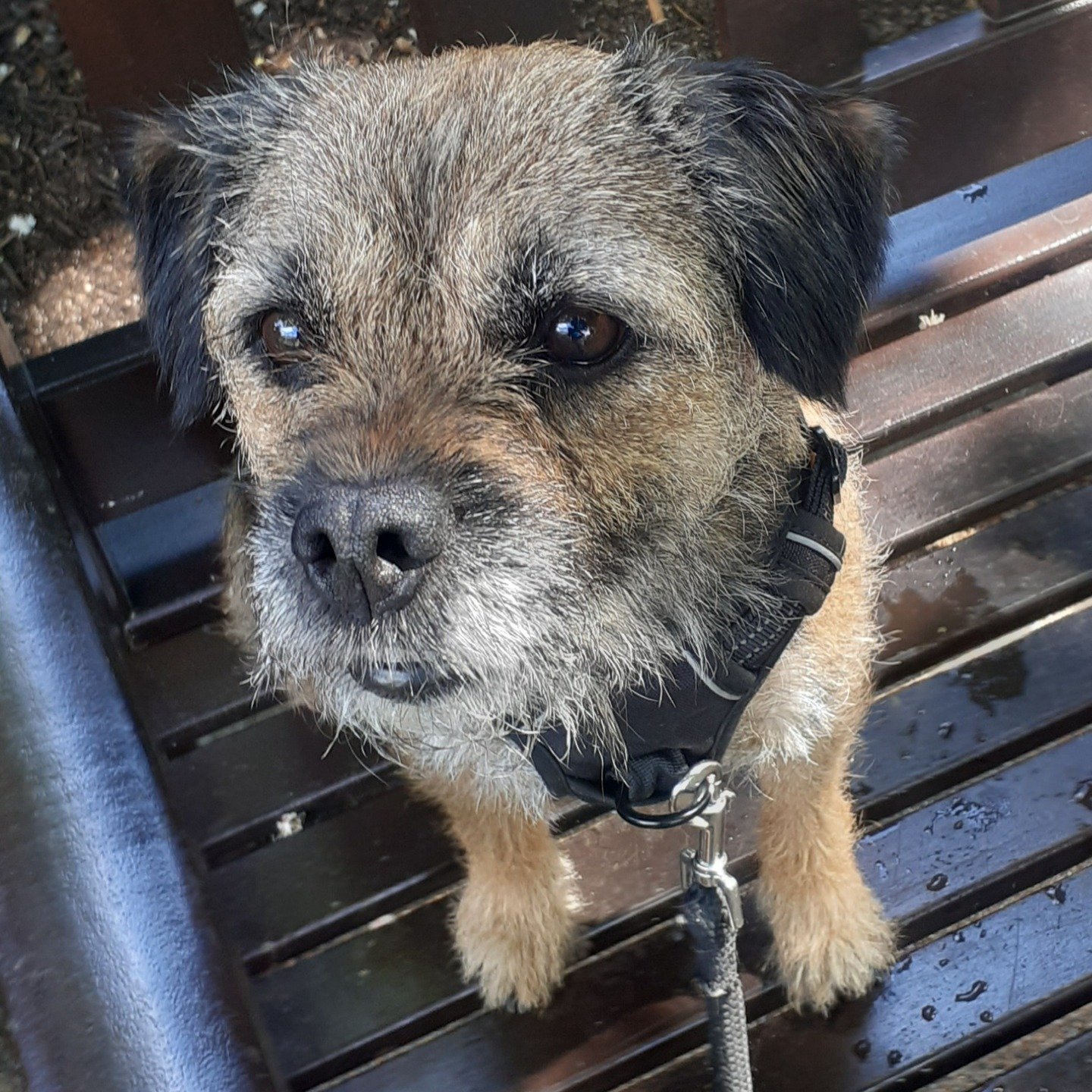 Cheeky Chappie! ❤️

#borderterrier #border #terriersofinstagram #petsitterchelsea #solodogwalker #chelsea #southkensington #bespokeservice