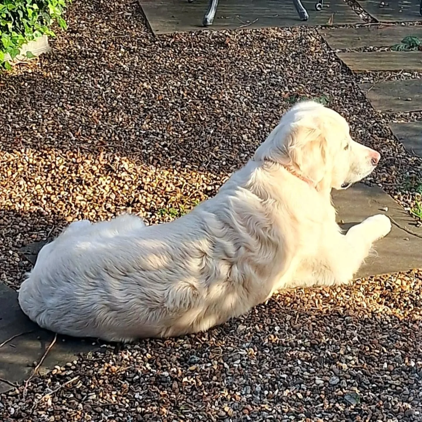 Enjoying some morning ☀️

#dogsoflondon #petsitterchelsea #londondogs #solodogwalking #dogwalkerchelsea