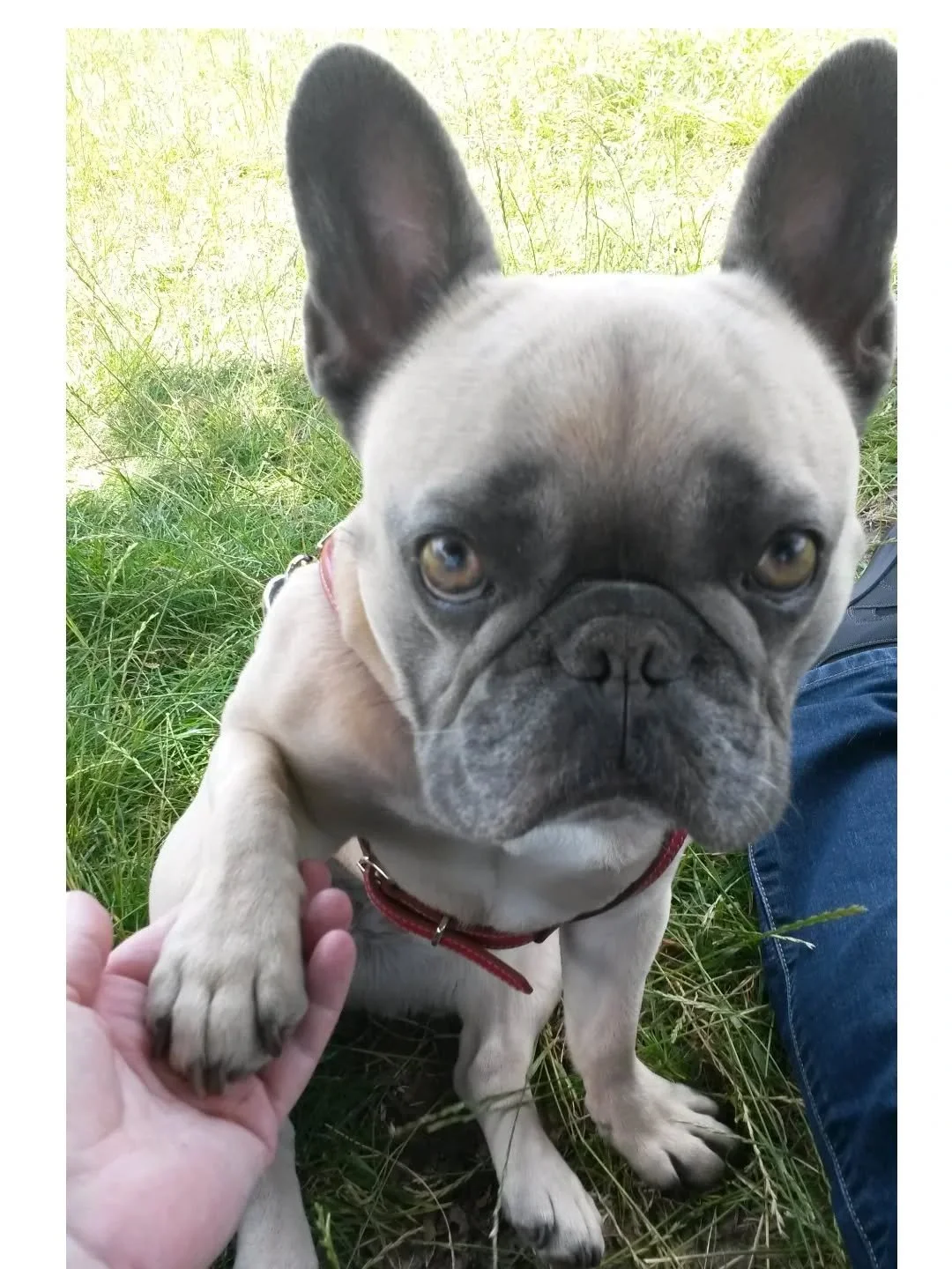 How do you do 🥰

#frenchbulldog #petsitterchelsea #solodogwalker #dogsoflondon #londondogs
