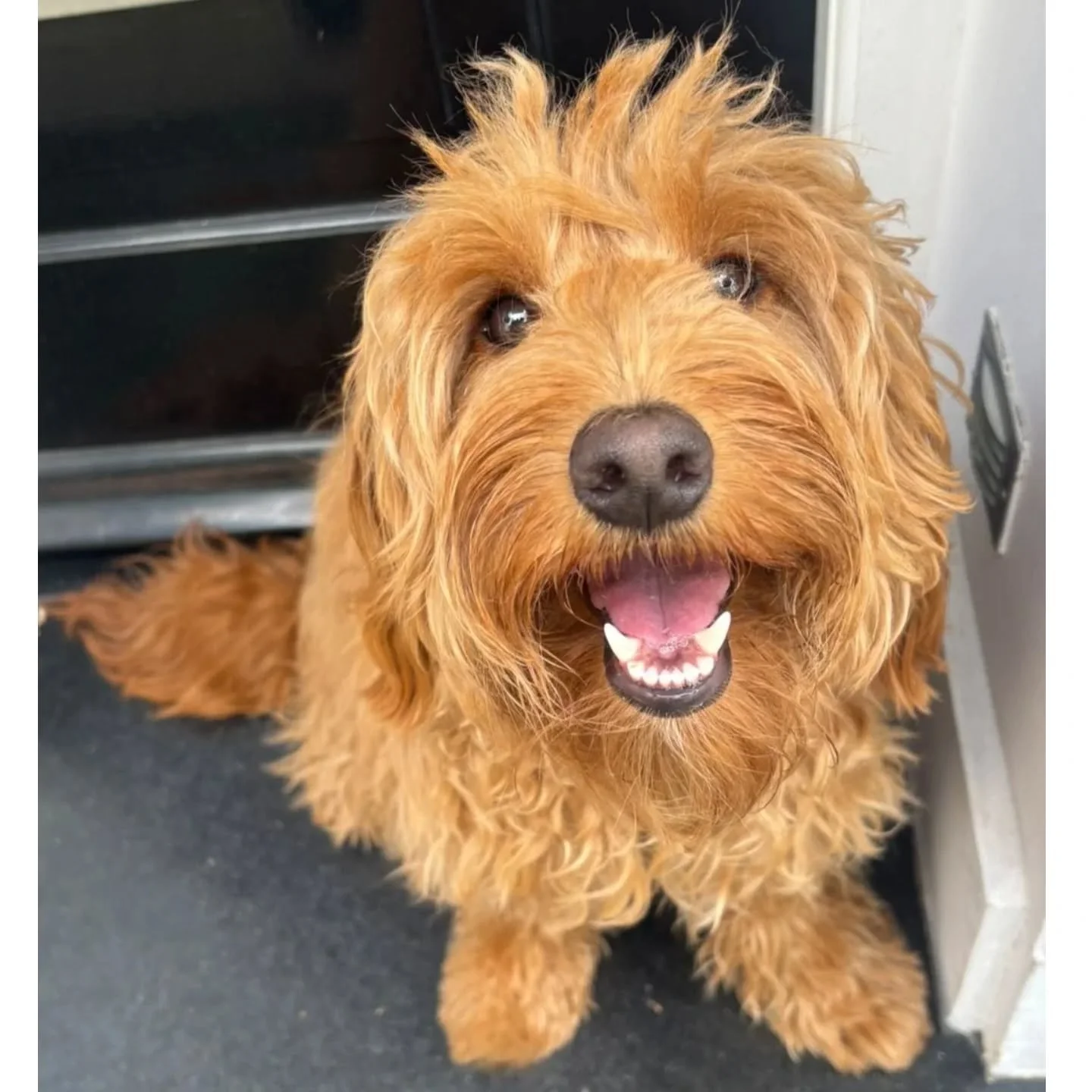 Always smiling 😍

#dogwalkerchelsea #petsittersofinstagram #solodogwalker #petcarechelsea #puppiesofig