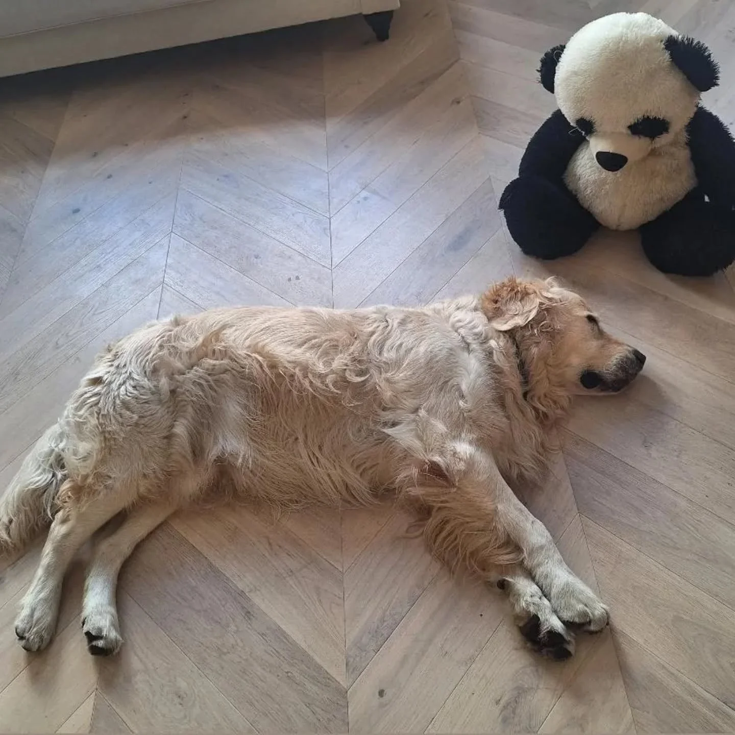 Someone to watch over me 😊❤️

#goldenretriever #chelseapetcare #petsittersofinstagram #petsitterchelsea #dogsoflondon