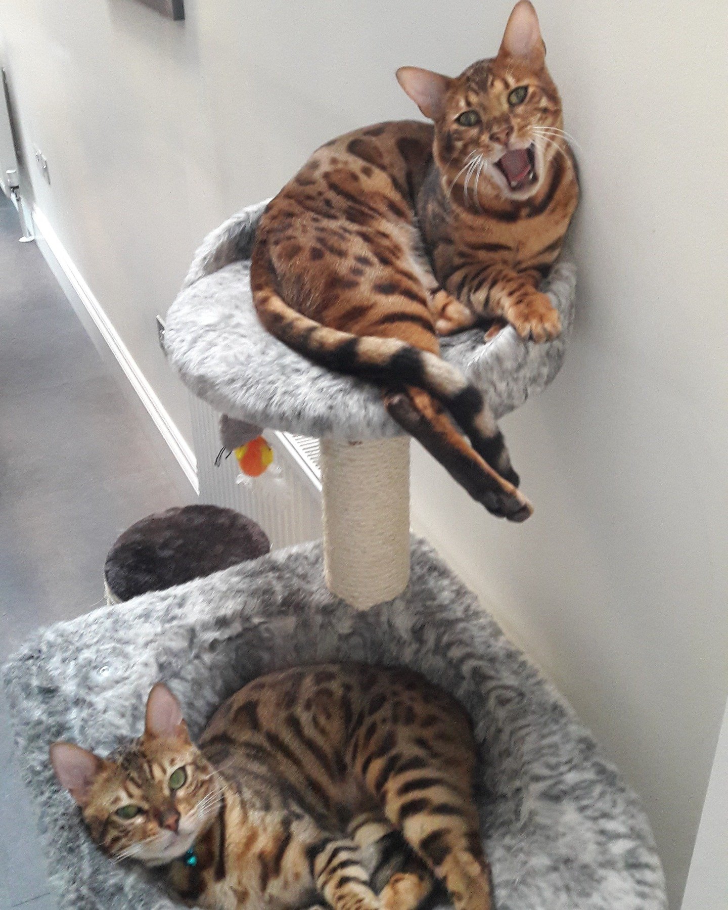 A blast from the past! I remember looking after these two brothers. So athletic and literally leaping all over the place! I don't think they ever stopped for the whole week....😮

#bengal #bengalsofinstagram #catlovers #catsitter #athletic