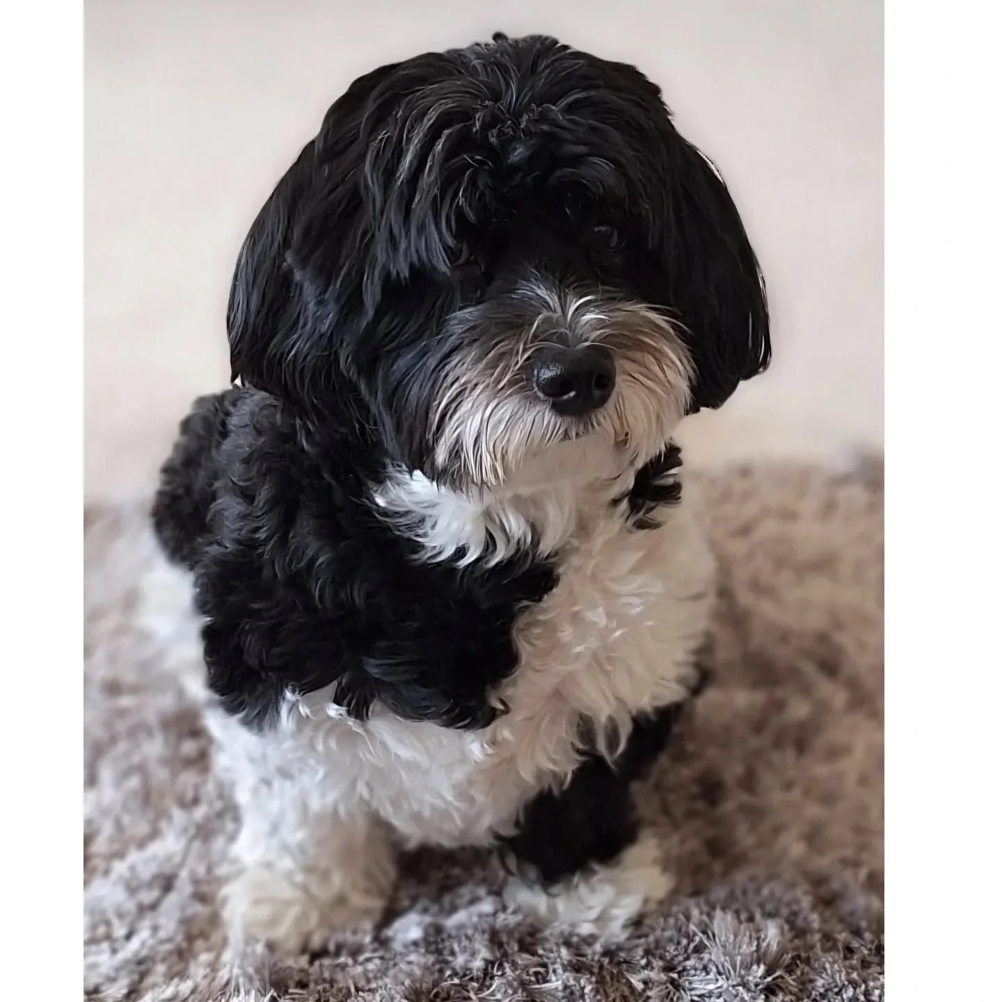 Would you like to look after gorgeous pups like this? She's the sweetest Havanese &amp; one of our precious furries!

Due to expansion, we're looking for dog lovers who are local to Chelsea &amp; South Kensington &amp; have plenty of free time betwee