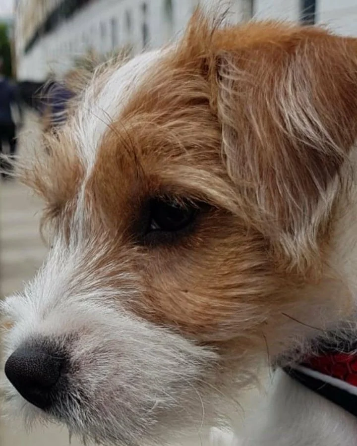 Such a bundle of mischief! Our Parson Russell Terrier was always on the go - you had to have eyes in the back of your head with this one! I hope she's enjoying life on the South Coast today.

#parsonrussellterrier #petsitterchelsea #dogwalkerchelsea 
