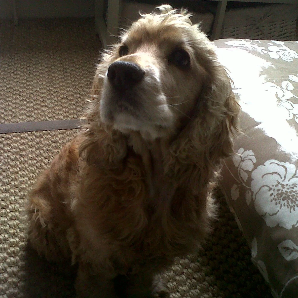 One of our first clients 13 years ago. She was the most beautiful #cockerspaniel with the sweetest nature. A pleasure to sit with ❤️

#spaniel #showcocker #petsitterchelsea #dogwalker #bespokepetcare #chelsea #southkensington #SW3 #SW7 #SW10