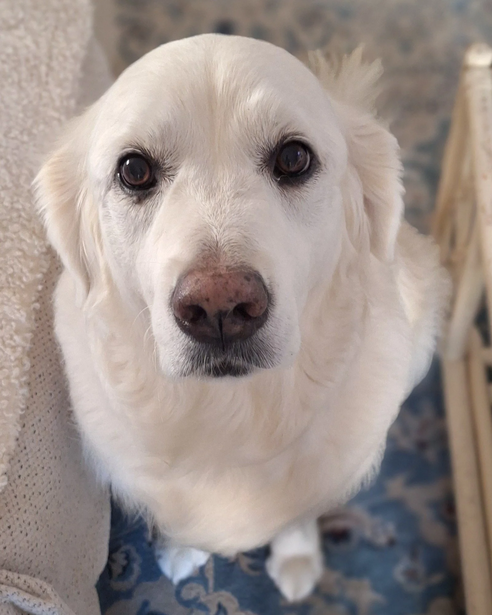 The prettiest girlie! ❤️

#goldenretriever #retrieversofinstagram #petsitterchelsea #wererecruiting #dogwalker #dogsitting #chelsea #southkensington