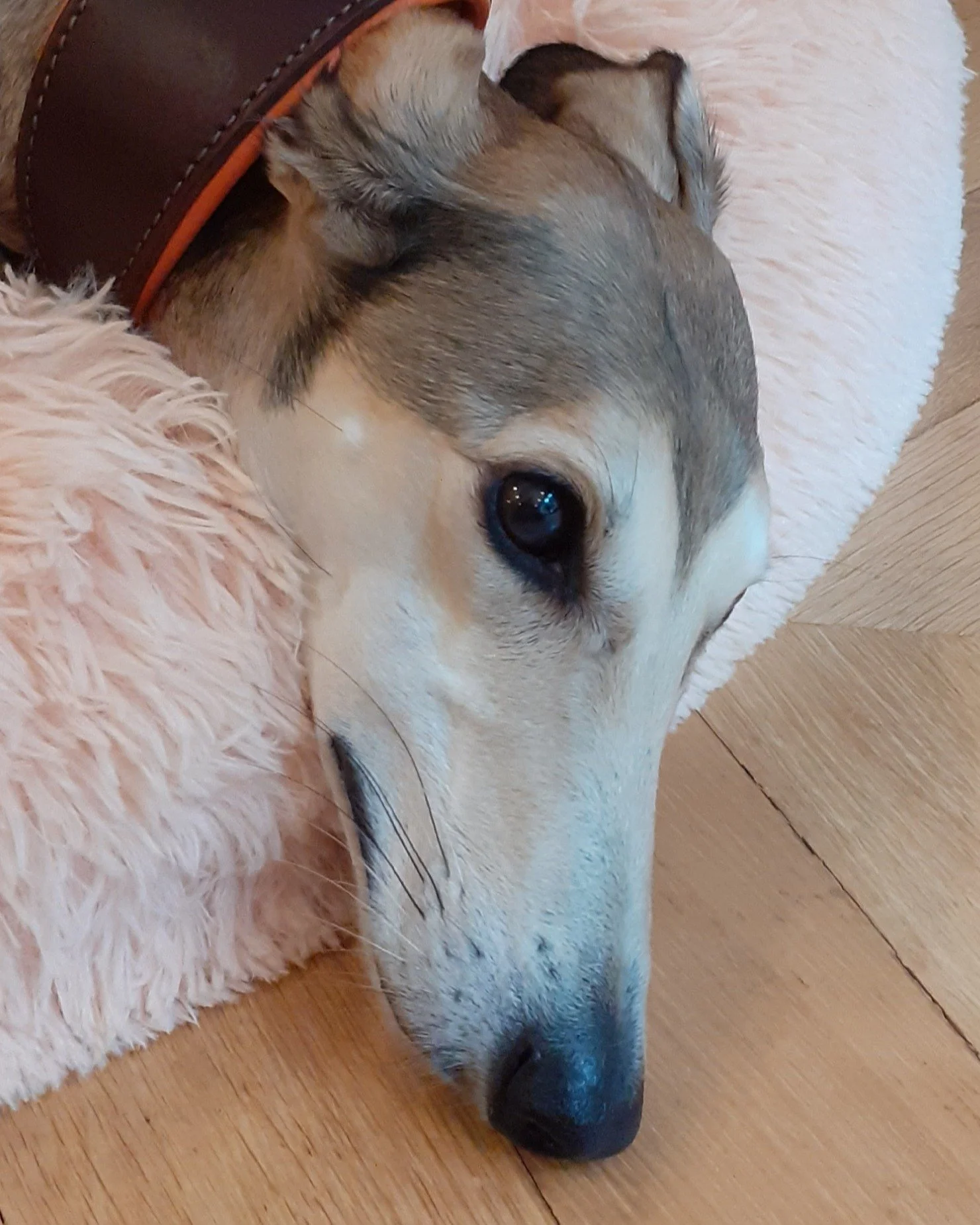 I always enjoy sitting with our gorgeous Saluki Lurcher girl. There's nothing she likes better than a good fuss.....oh, and treats!

#lurcher #saluki #salukisofinstagram #rescue #rescuedogs #adoptdontshop #petsitterchelsea #solodogwalker #chelsea #so