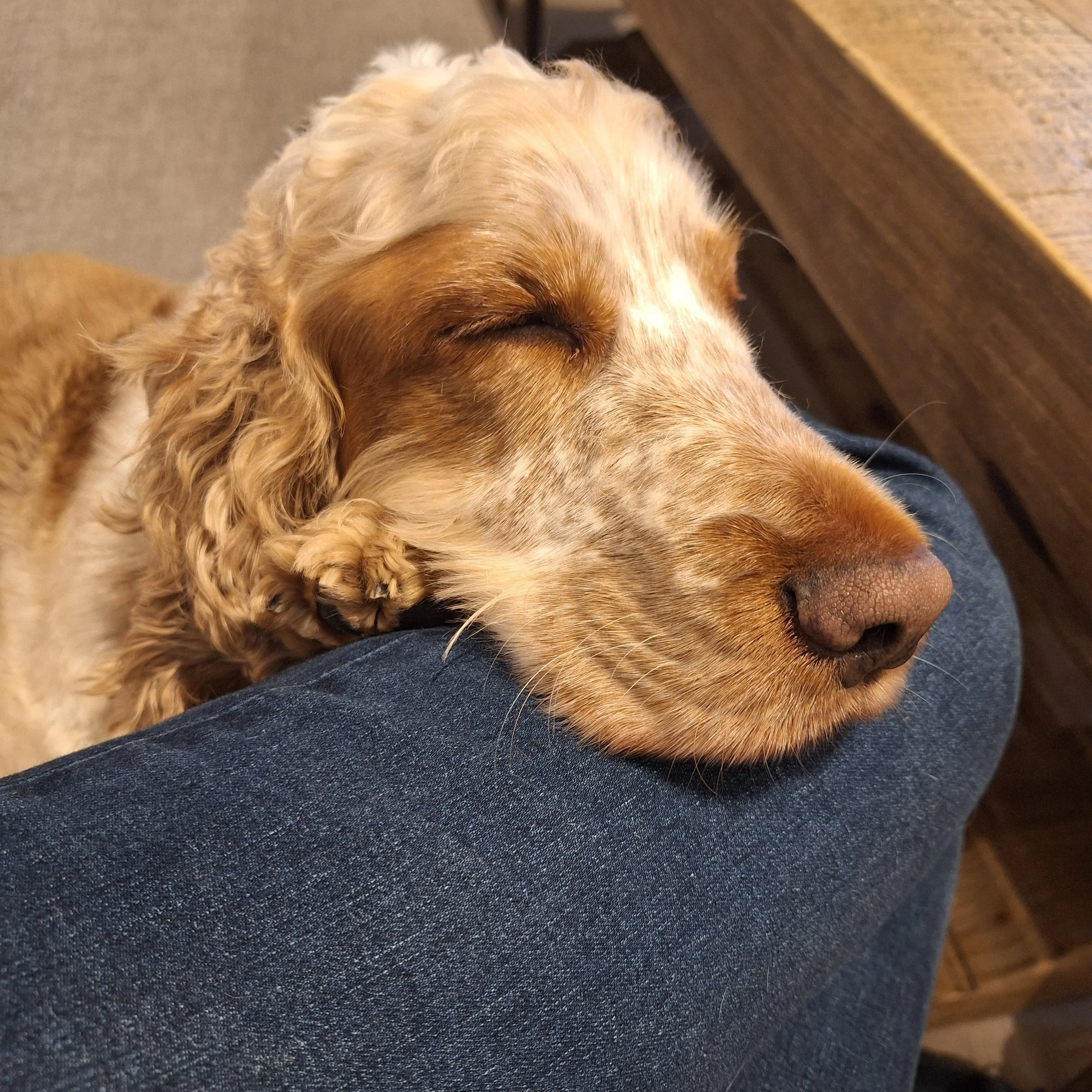I loved looking after this bundle of energy! He gave the best cuddles and was great fun to sit with. Miss you boy - hope you're happy in your new home!

#showcockerspaniel #cockerspaniel #cocker #spanielsofinstagram #petsitterchelsea #dogsitter #dogw