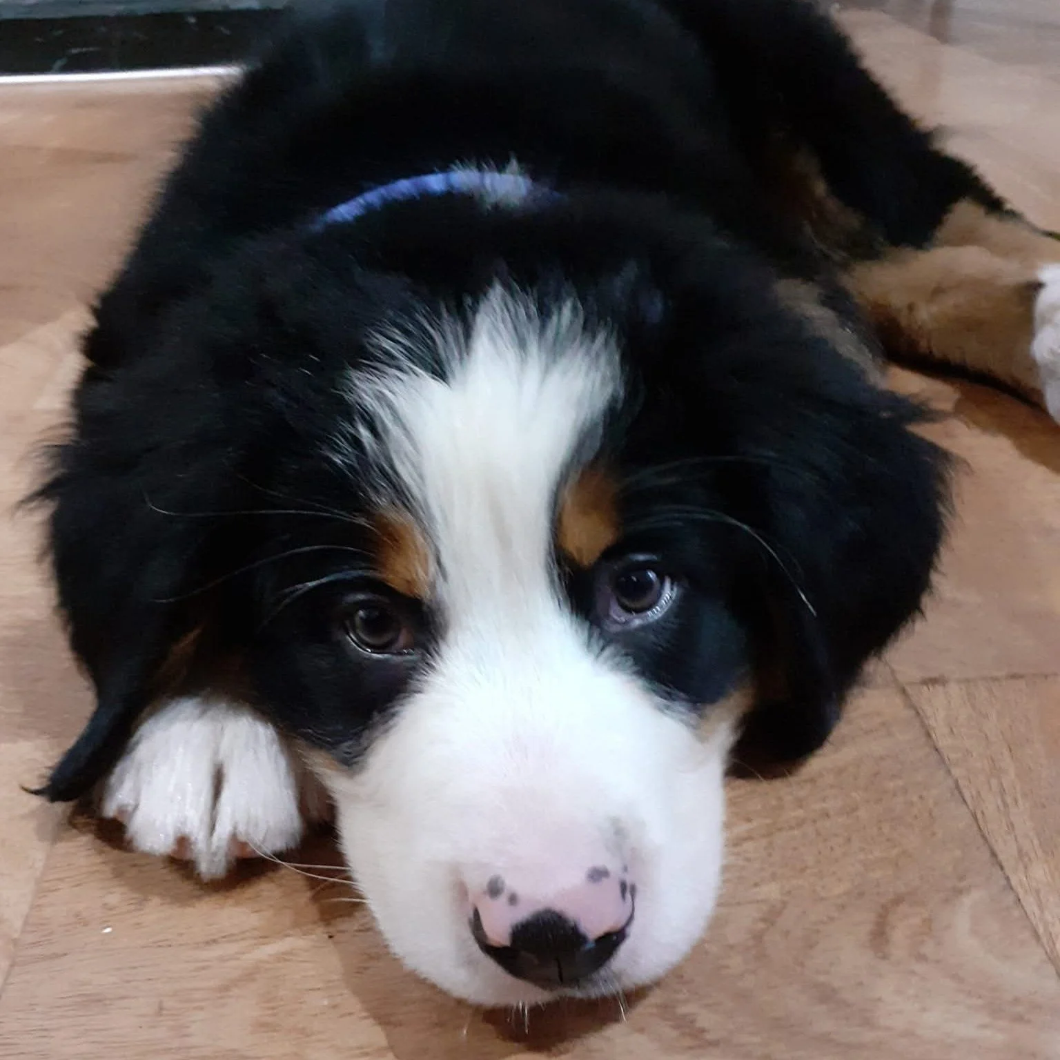 The Bernese Mountain dog was used as an all-purpose farm dog for guarding property and to drive dairy cattle long distances from the farm to the alpine pastures in the Swiss Alps.

The individual #berners that we have looked after have been very affe