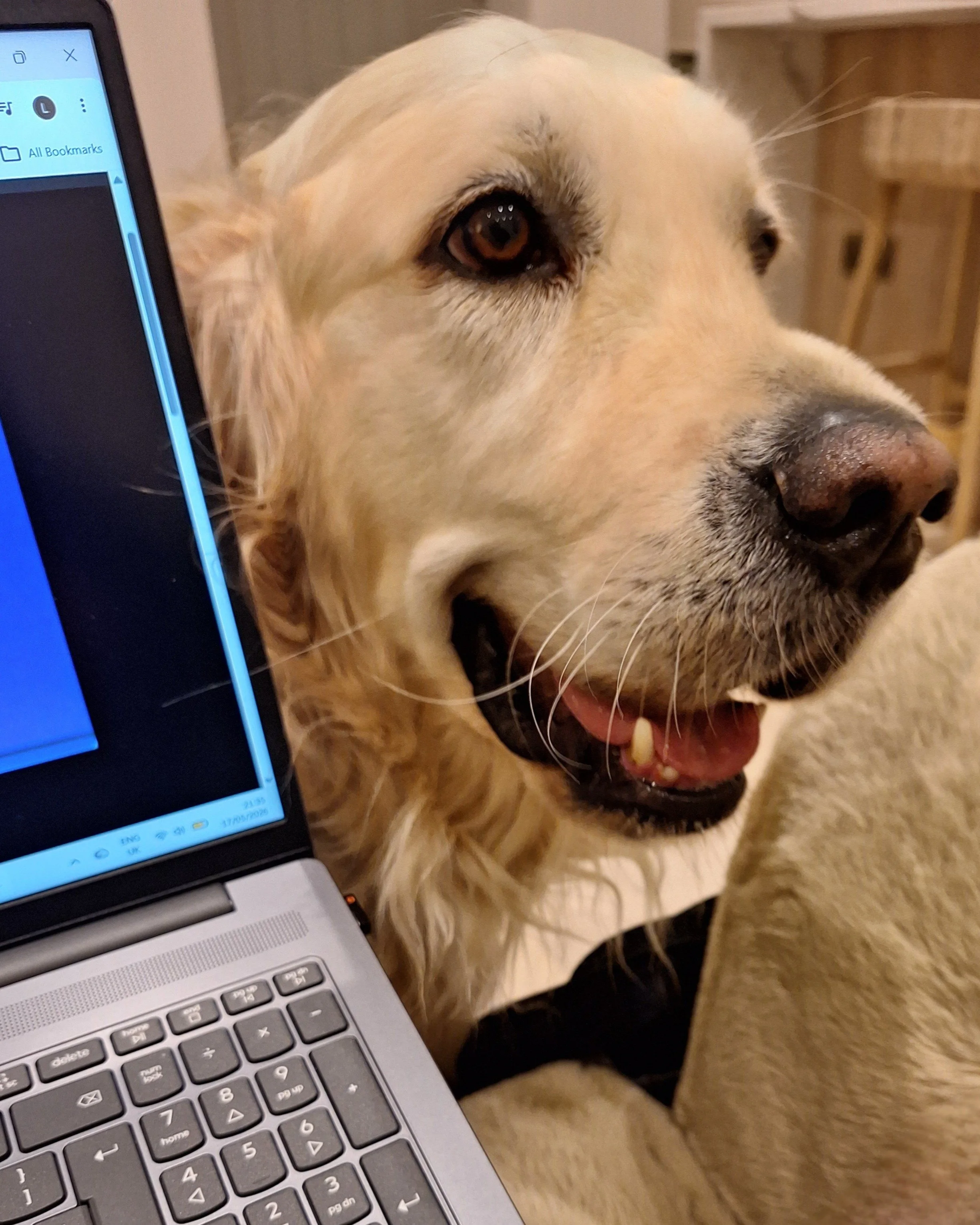 It doesn't take much to distract me from admin and this handsome boy is no exception! #goldie

#goldenretriever #retriever #dogsitter #petsitterchelsea #bespokepetcare #chelsea #southkensington #dogcare #bestjob #wererecruiting