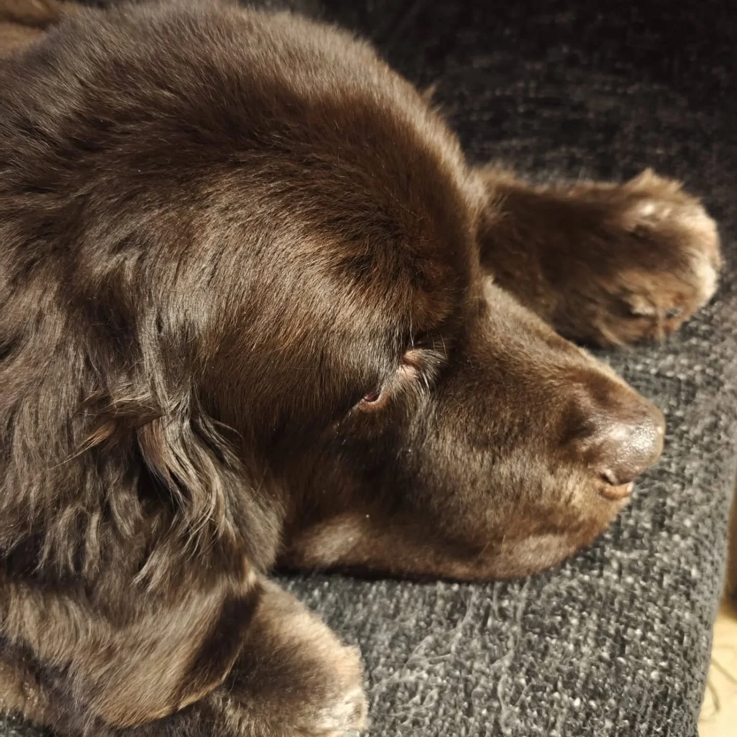 The #Newfoundland breed was originally bred &amp; used as working dogs for fisherman in Newfoundland.

They excel at water rescue because of their muscular build, thick double coat, webbed paws &amp; swimming abilities.

Can you imagine how hot they 