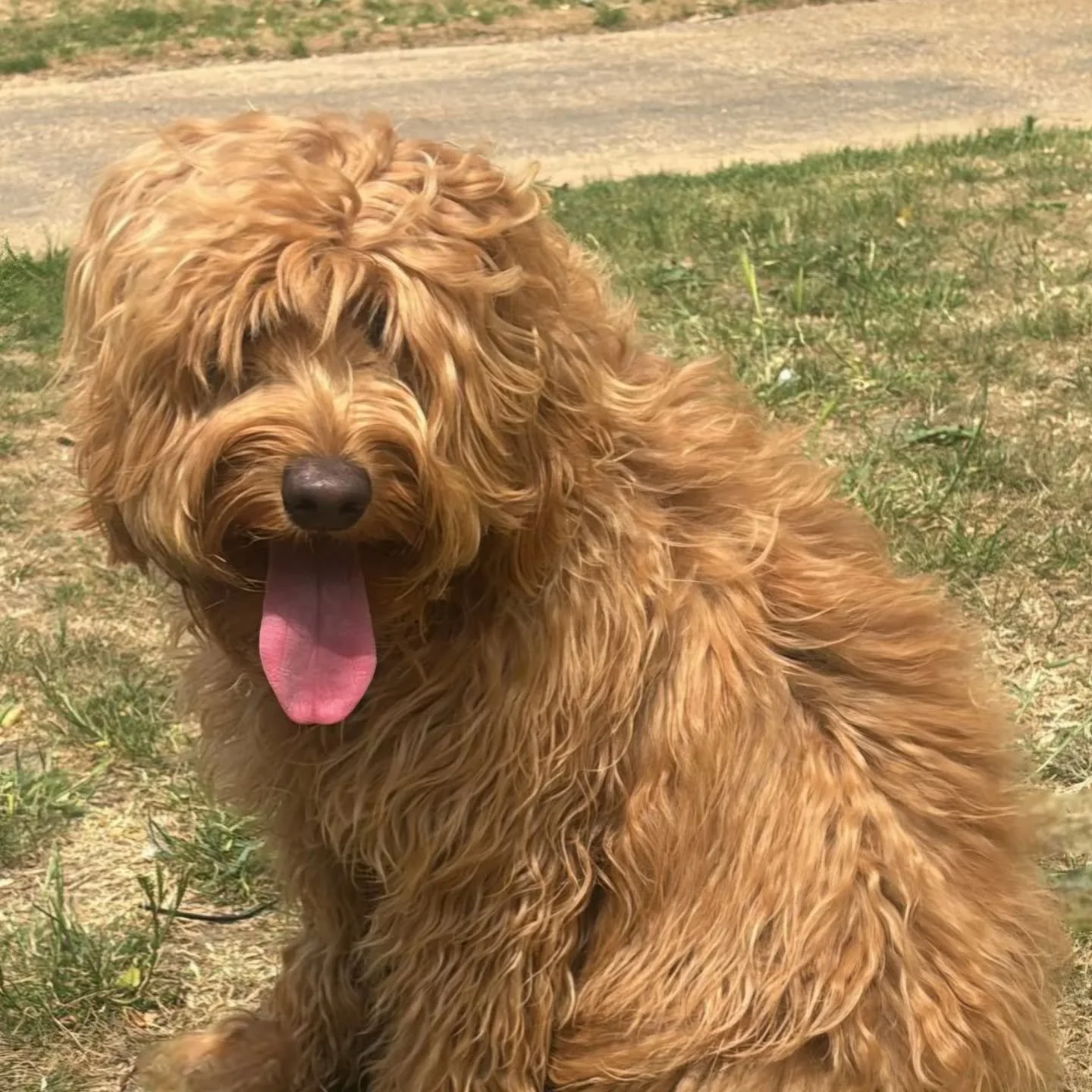 It's a better temperature this week for the dogs....and us after the scorching temps of last week.

There are some dogs who don't have outside areas in their homes &amp; will not 'go' inside the house/flat on puppy pads or 'piddle patches' so they ha