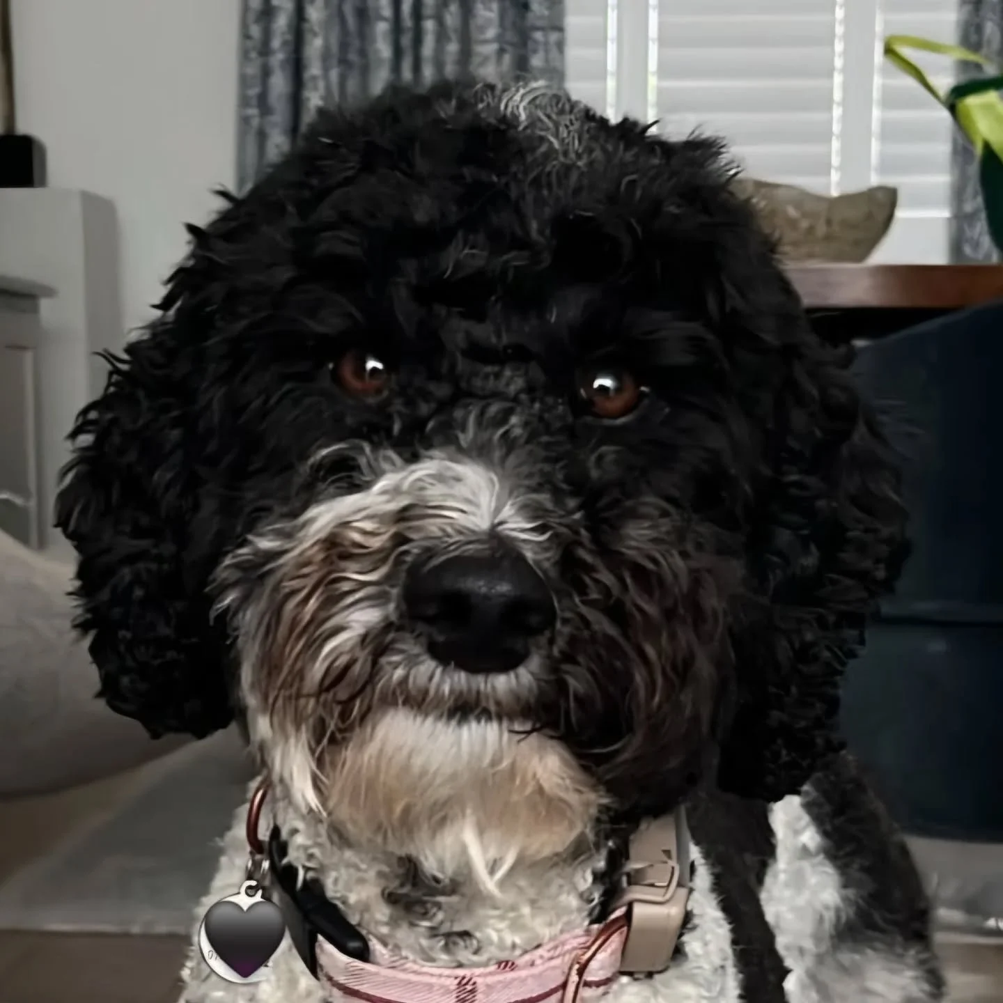 We offer 1:1 dog walking, pet sitting in your own home &amp; cat feeding in the Chelsea &amp; South Kensington areas of London.

See our website for details at www.thefurrydogmother.net (link in bio)