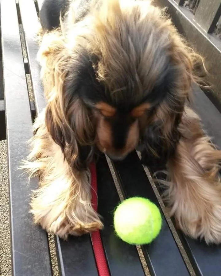When the tennis ball is everything......

#showcockerspaniel #cockerspaniel #petsitterchelsea #dogwalker #chelsea #southkensington #SW3 #SW7 #SW10